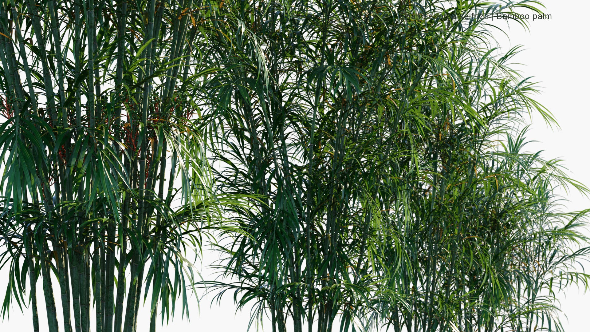 Chamaedorea Seifrizii - Bamboo Palm, Parlor Palm, Reed Palm (3D Model)