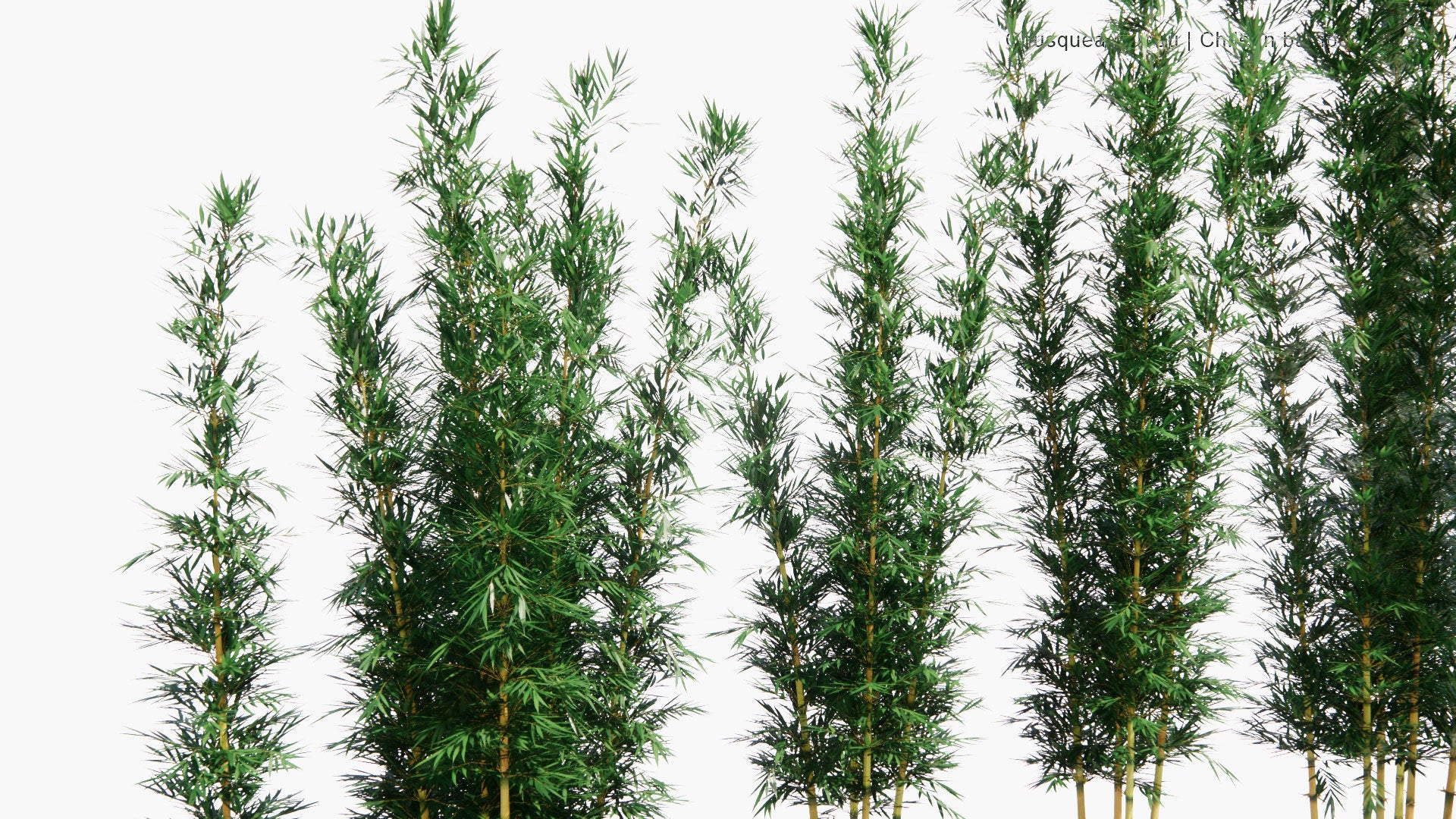 Low Poly Chusquea Culeou - Chilean Bamboo, Caña Coligüe, Colihue (3D Model)