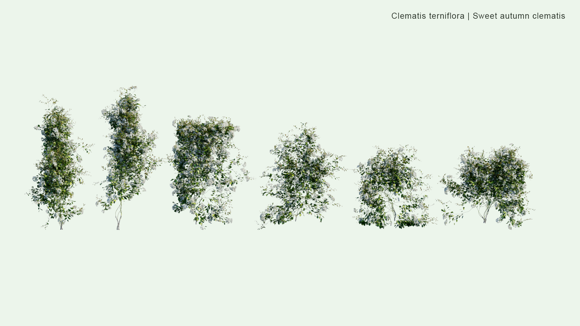 2D Clematis Terniflora - Sweet Autumn Clematis