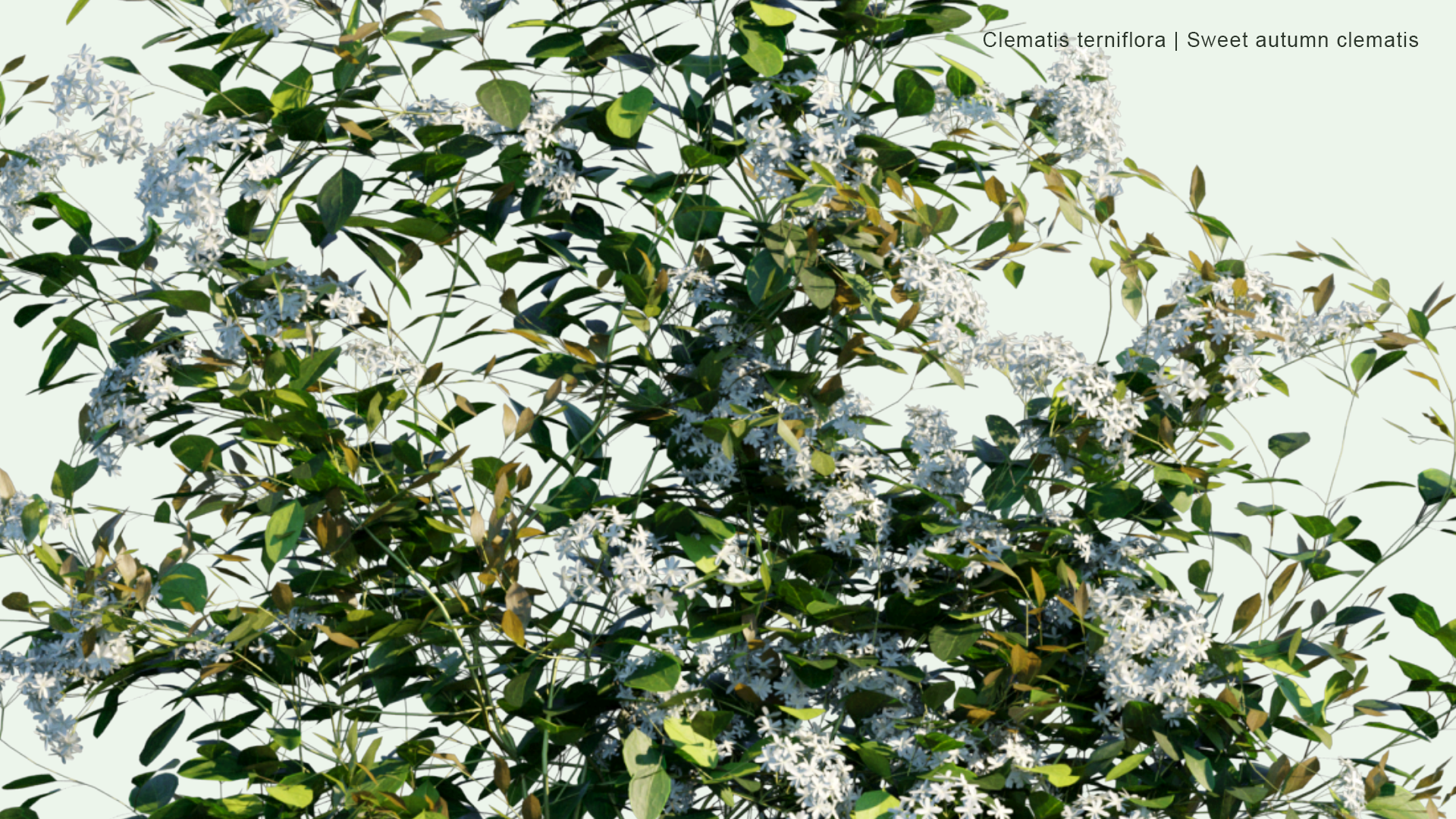 2D Clematis Terniflora - Sweet Autumn Clematis