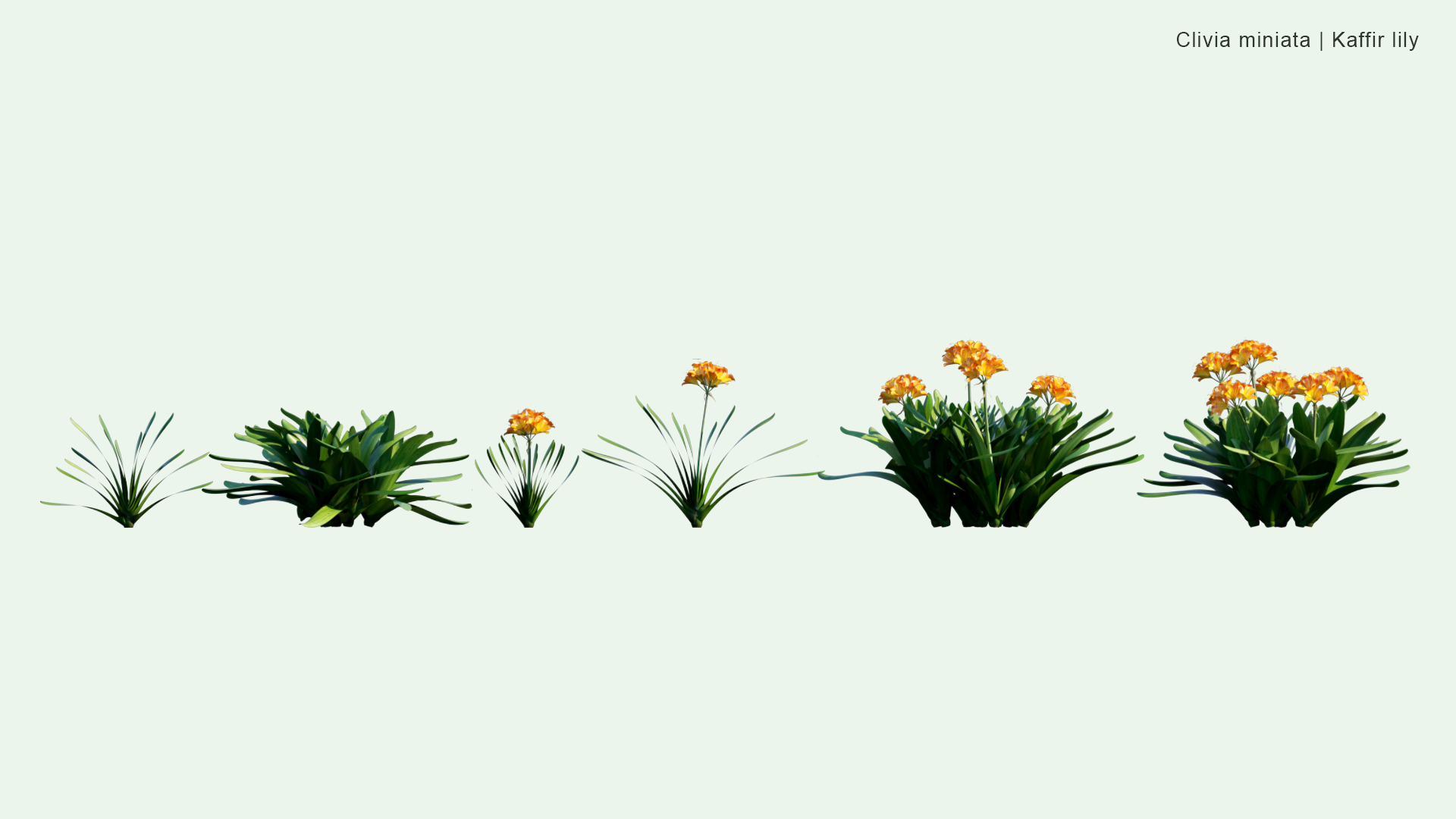 2D Clivia Miniata - Natal Lily, Bush Lily, Kaffir Lily