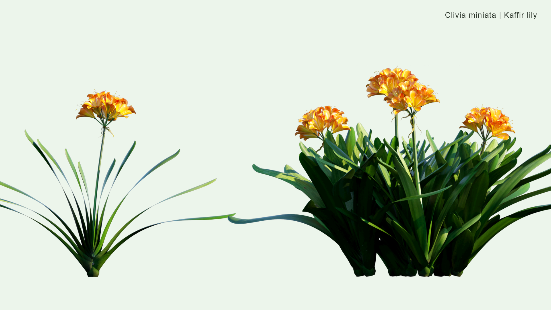 2D Clivia Miniata - Natal Lily, Bush Lily, Kaffir Lily
