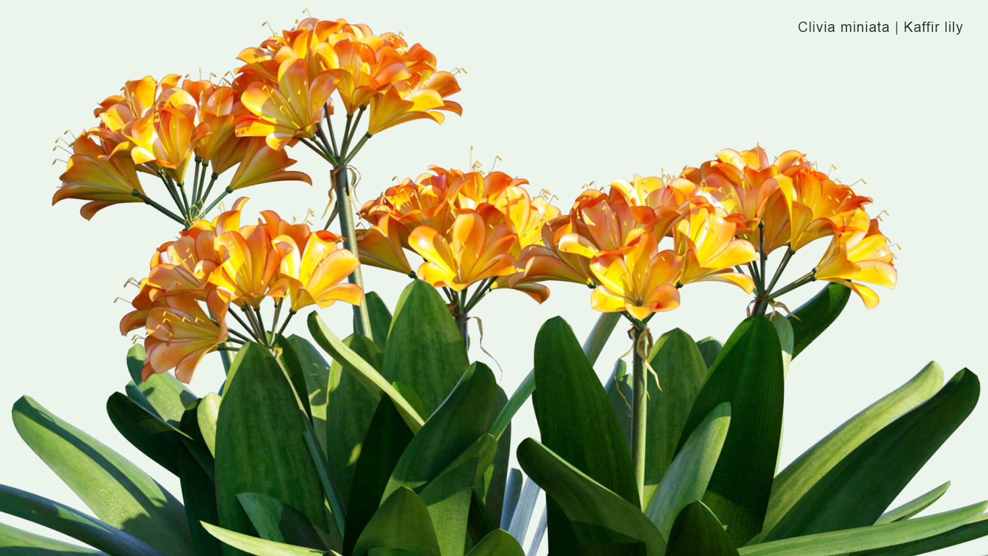 2D Clivia Miniata - Natal Lily, Bush Lily, Kaffir Lily