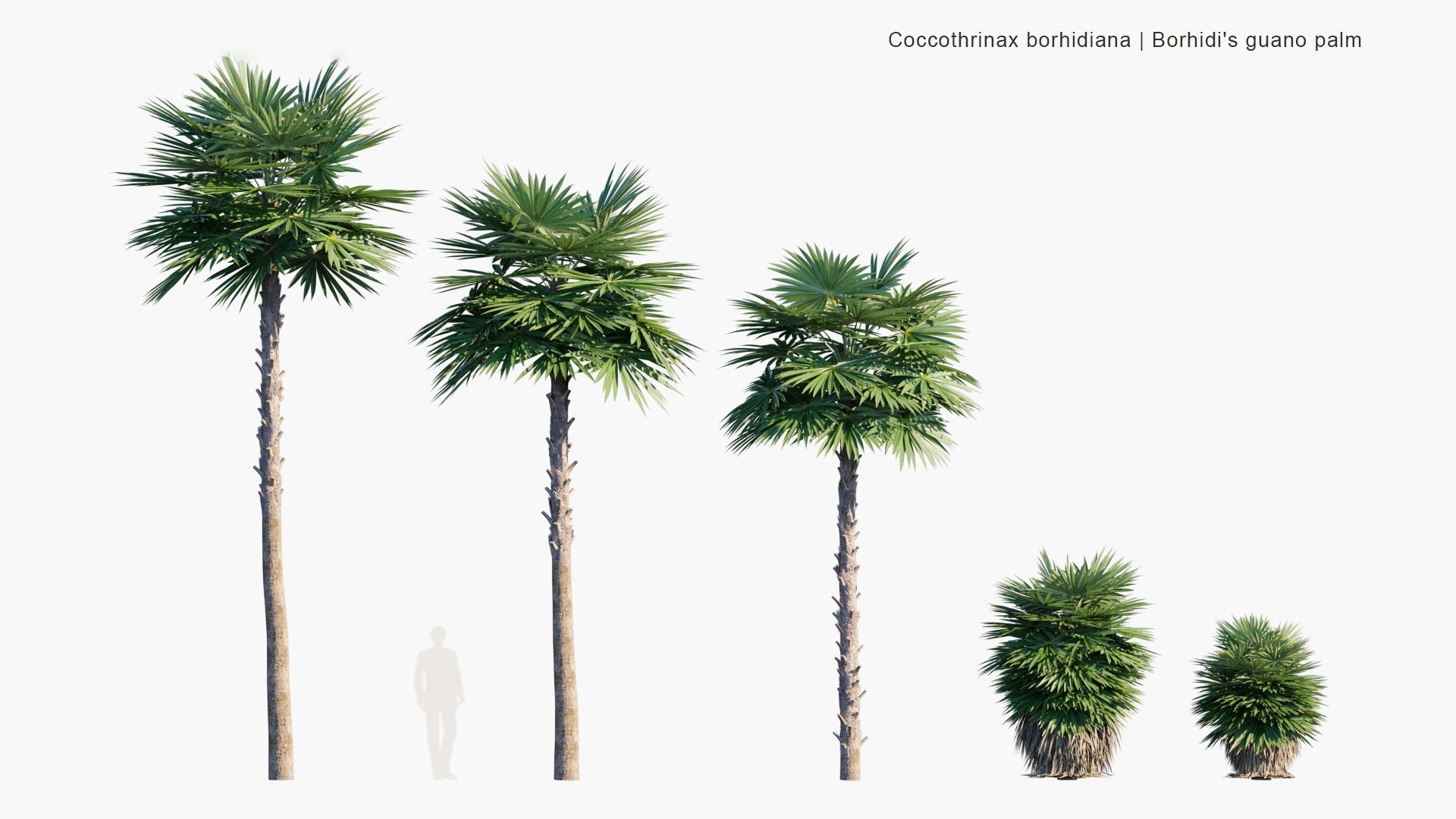 Coccothrinax Borhidiana 3D Model