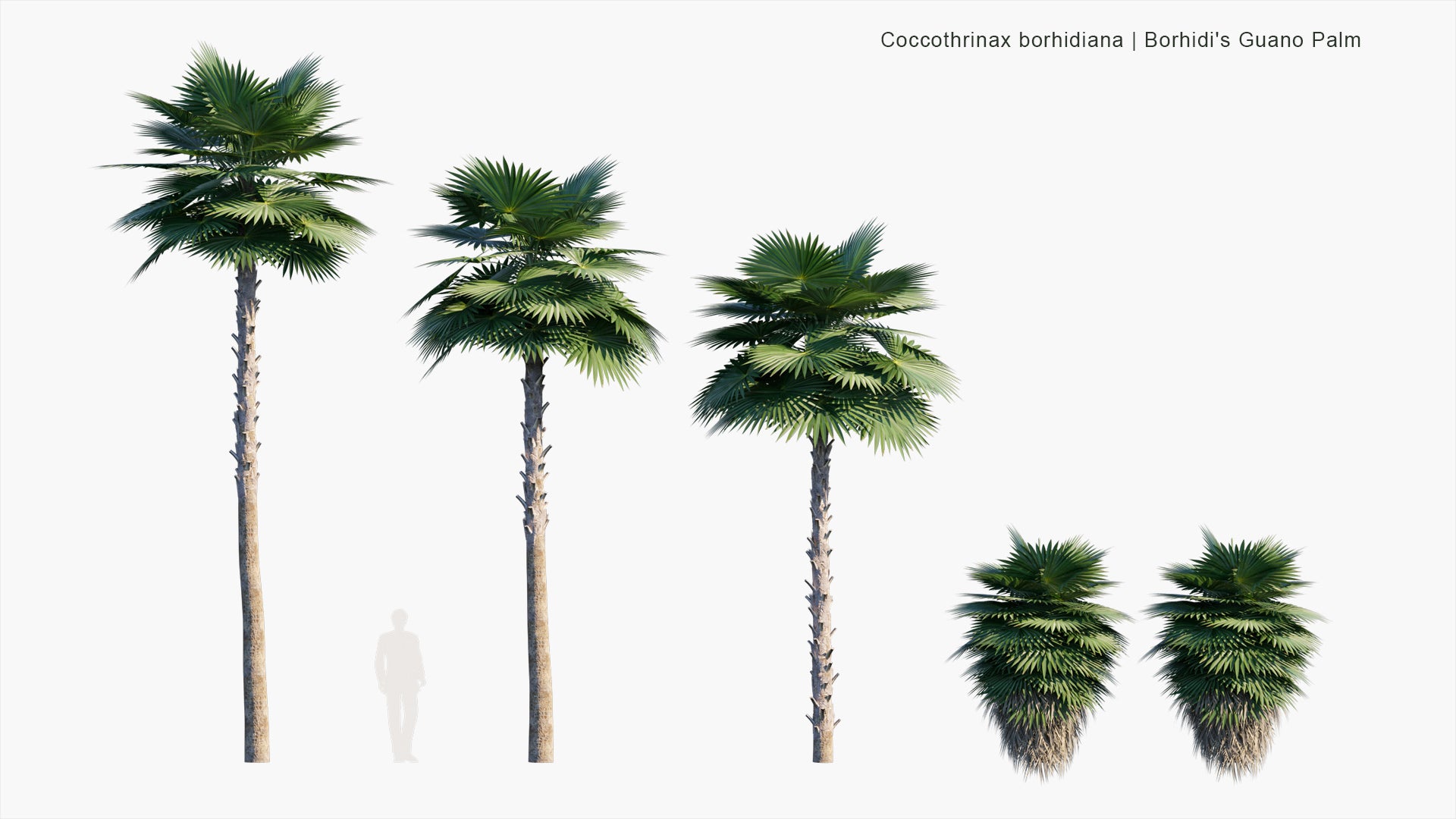 Low Poly Coccothrinax Borhidiana - Guano, Borhidi's Guano Palm (3D Model)