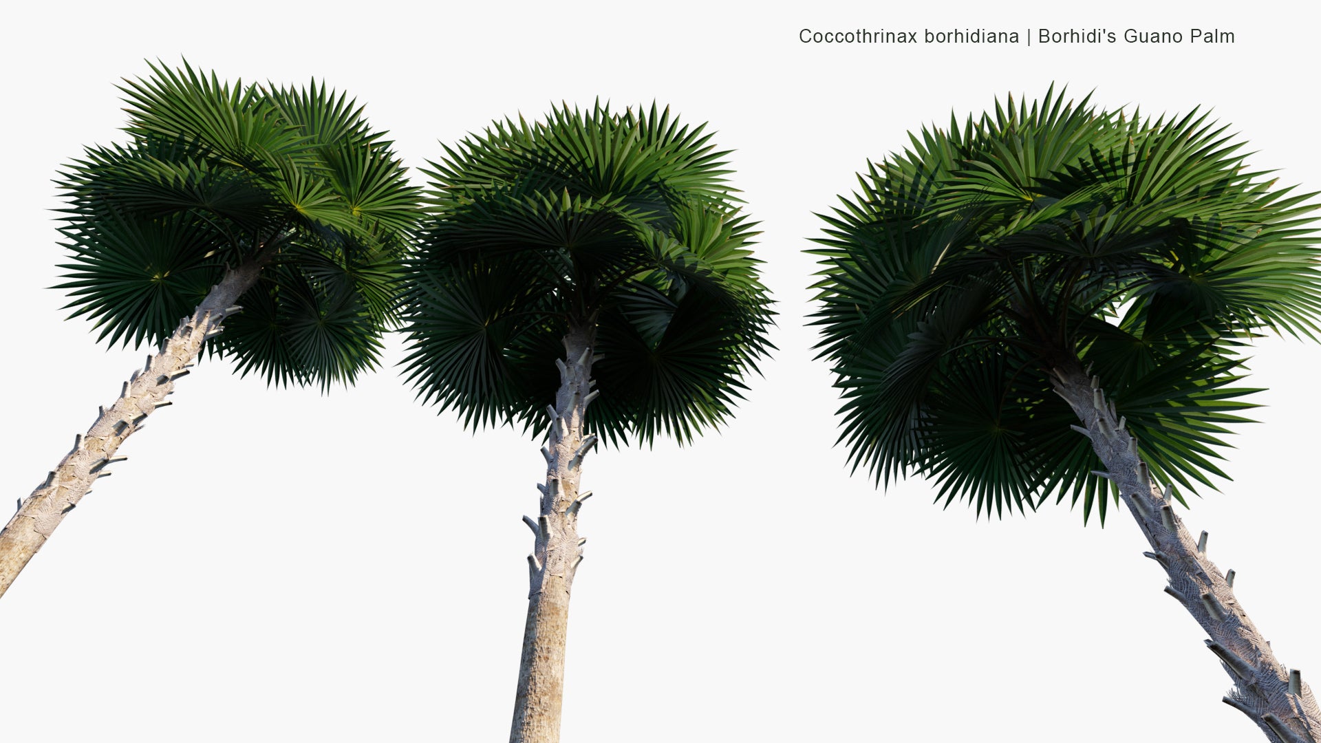 Low Poly Coccothrinax Borhidiana - Guano, Borhidi's Guano Palm (3D Model)