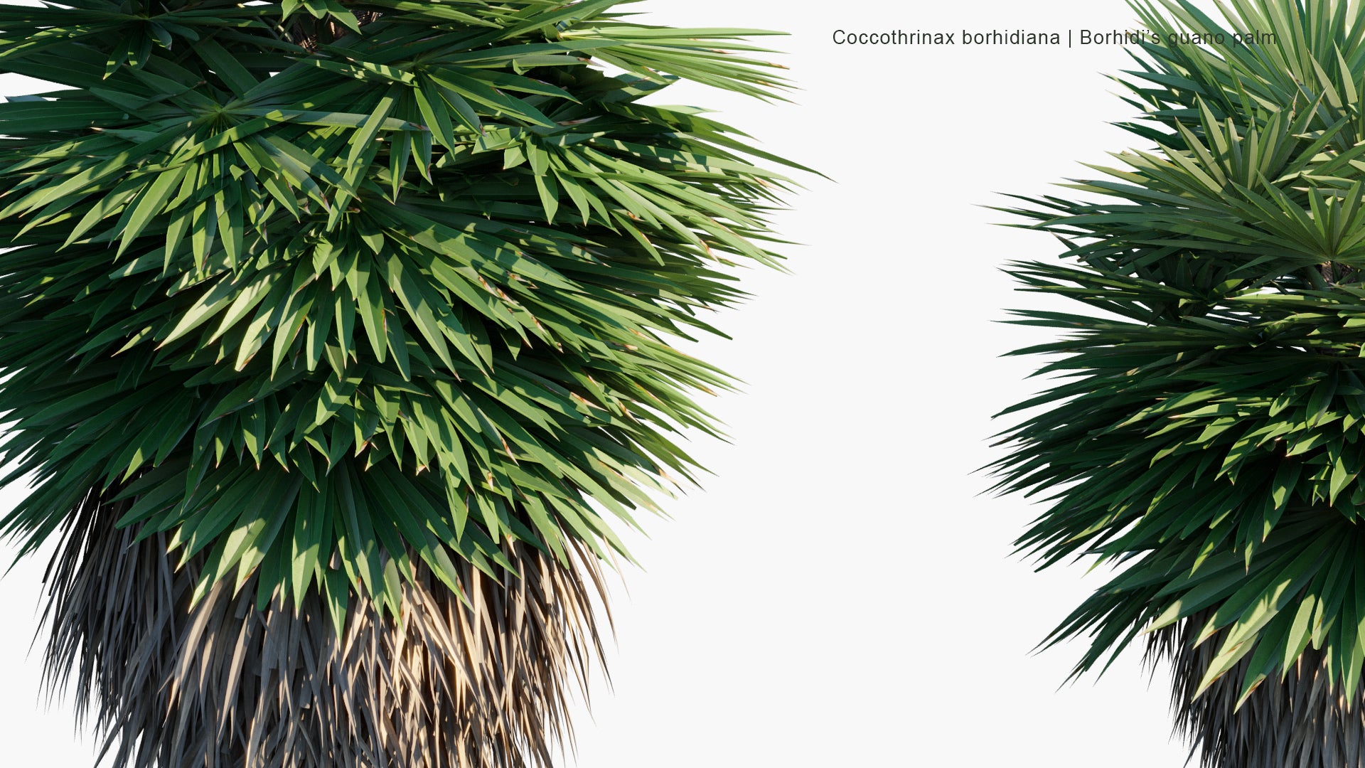 Coccothrinax Borhidiana 3D Model