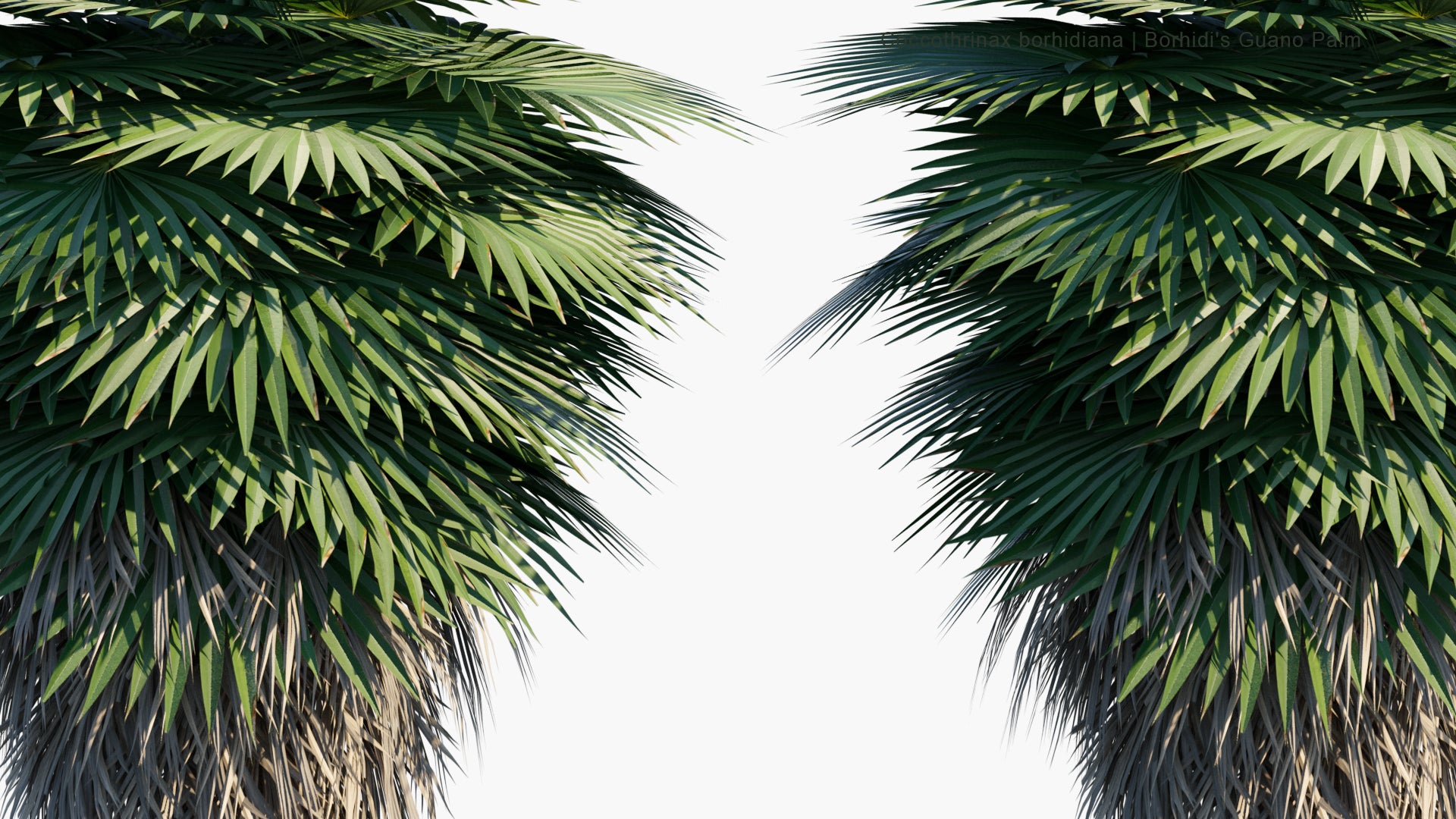 Low Poly Coccothrinax Borhidiana - Guano, Borhidi's Guano Palm (3D Model)