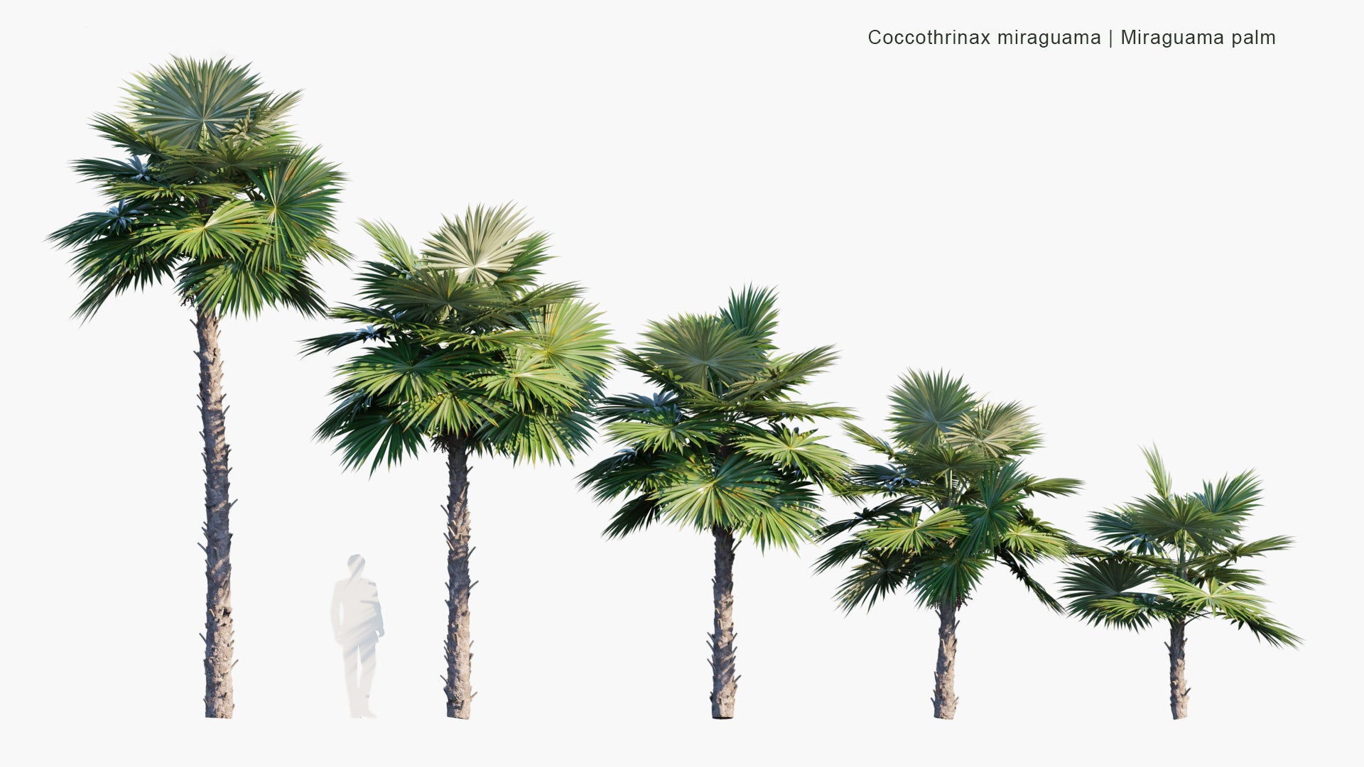 Coccothrinax Miraguama 3D Model