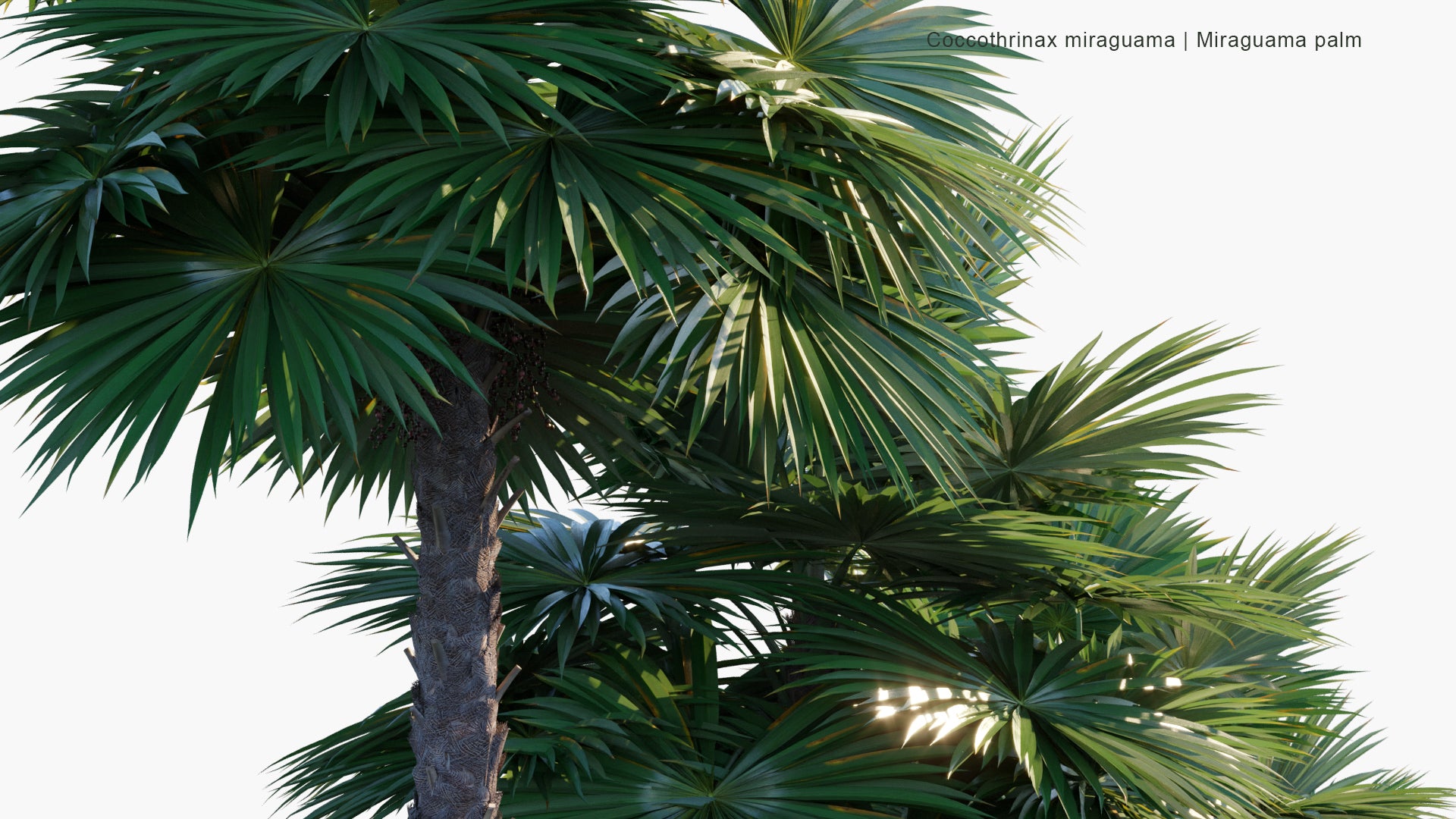 Coccothrinax Miraguama 3D Model