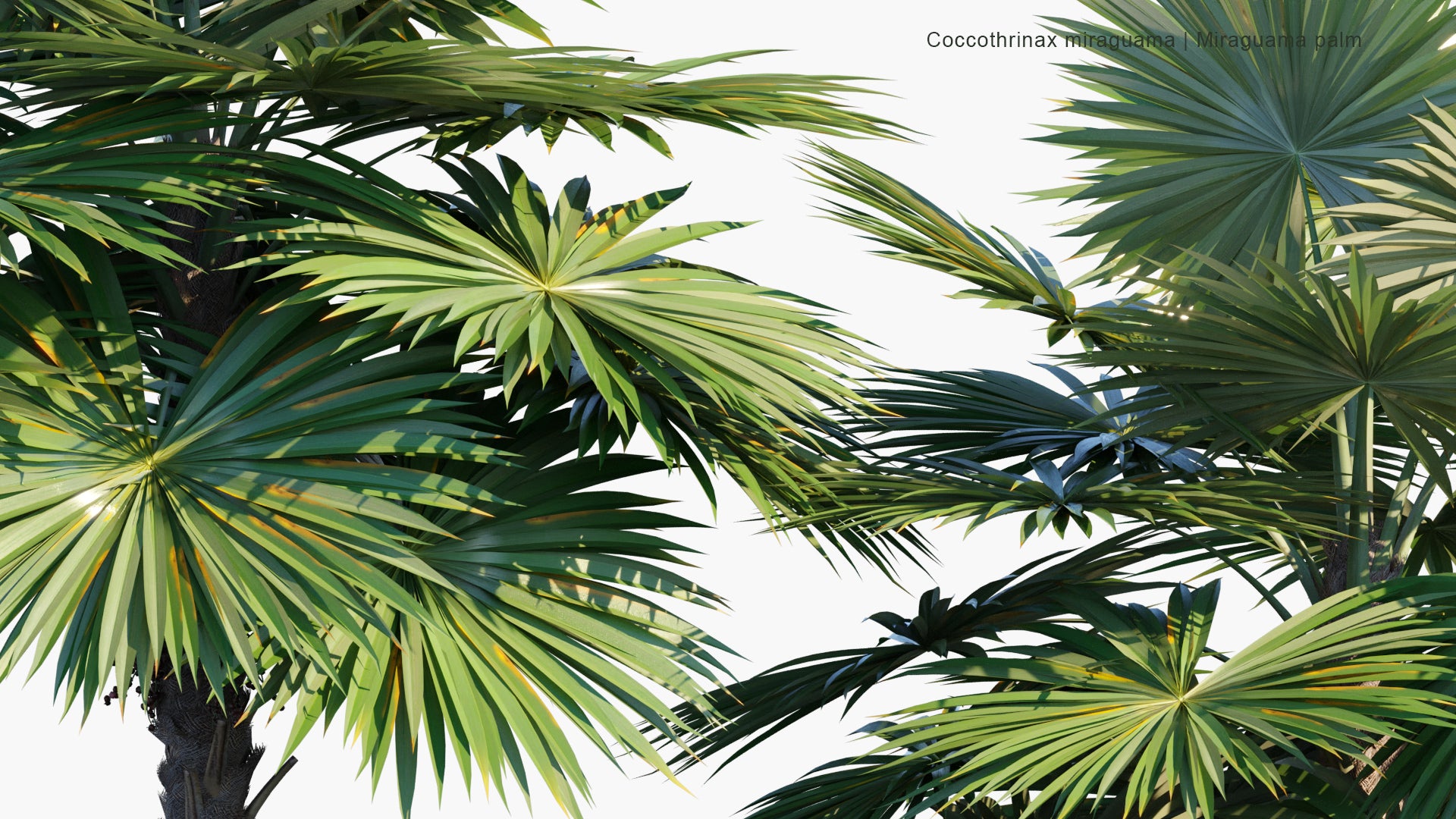 Coccothrinax Miraguama 3D Model