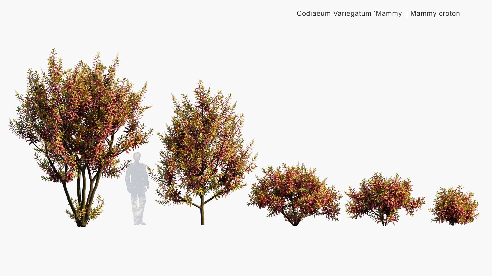 Low Poly Codiaeum Variegatum 'Mammy' - Mammy Croton (3D Model)