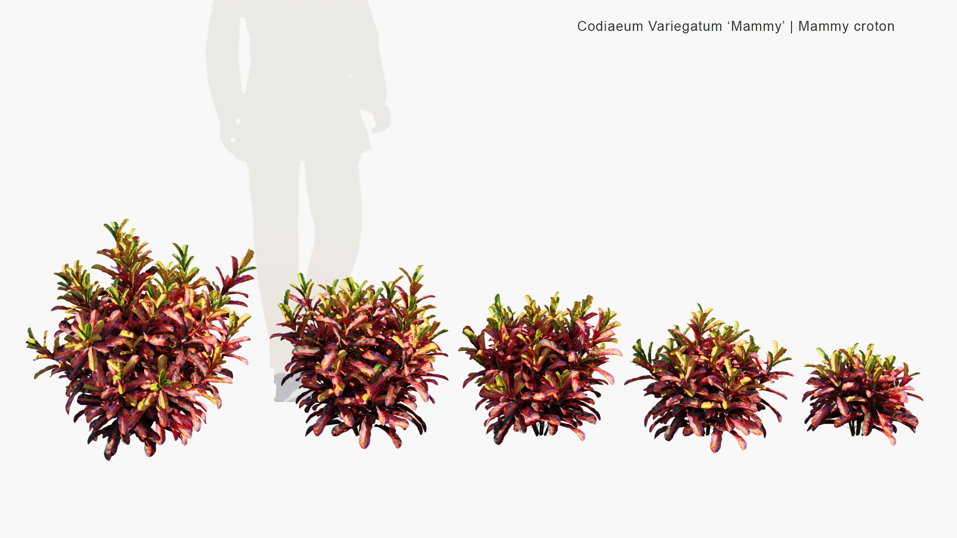 Low Poly Codiaeum Variegatum 'Mammy' - Mammy Croton (3D Model)