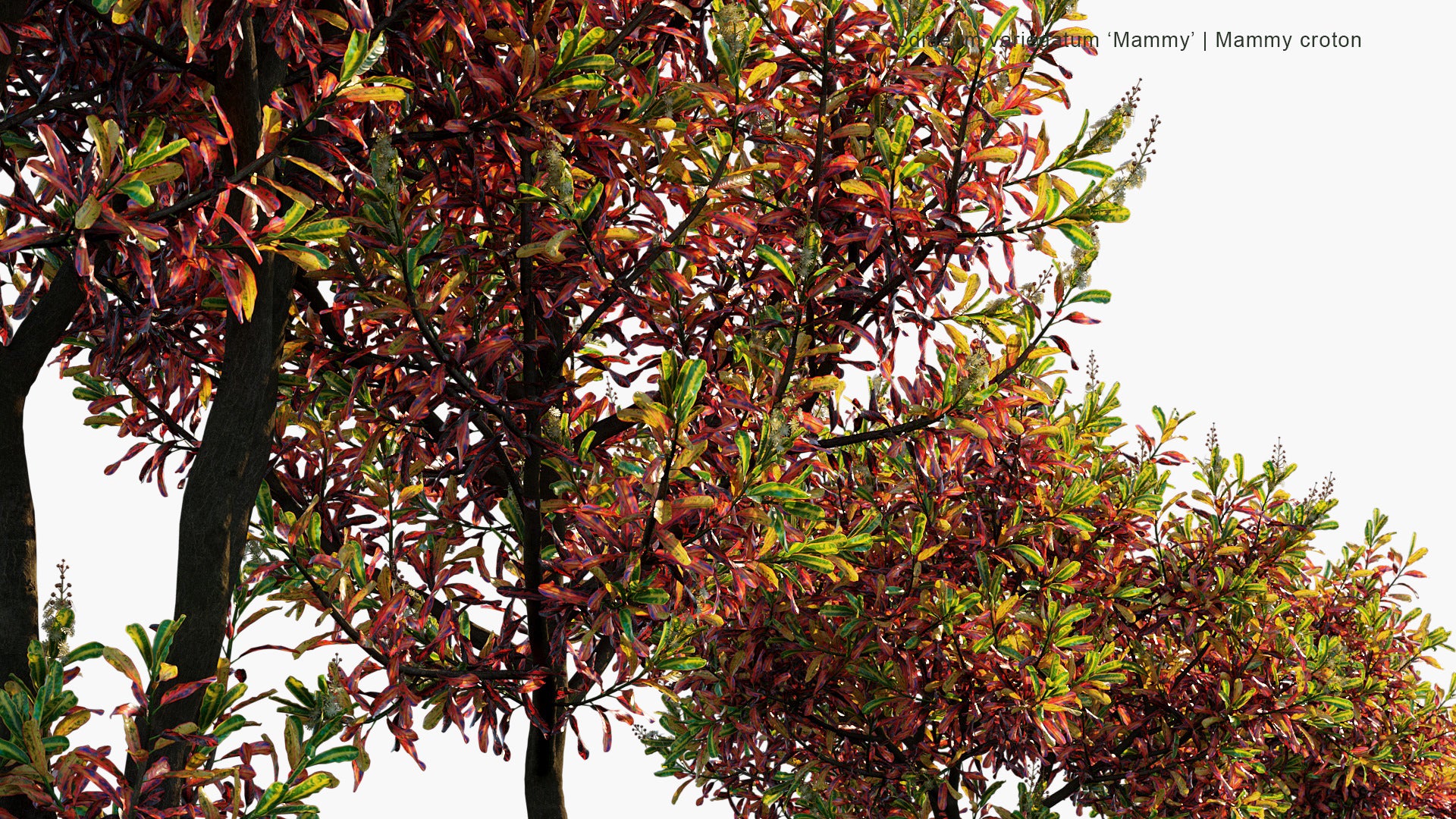 Codiaeum Variegatum 'Mammy' - Mammy Croton (3D Model)