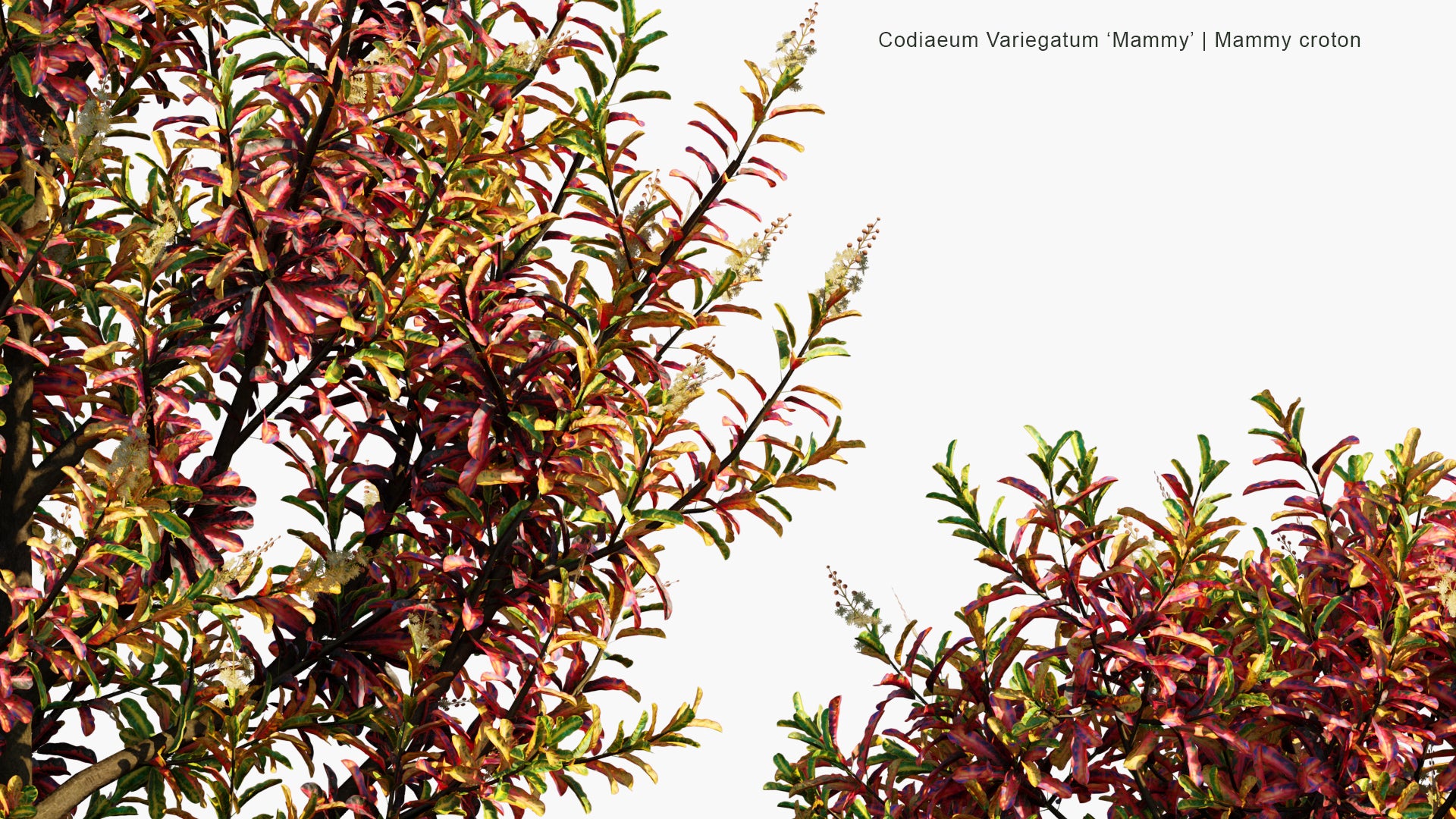 Low Poly Codiaeum Variegatum 'Mammy' - Mammy Croton (3D Model)