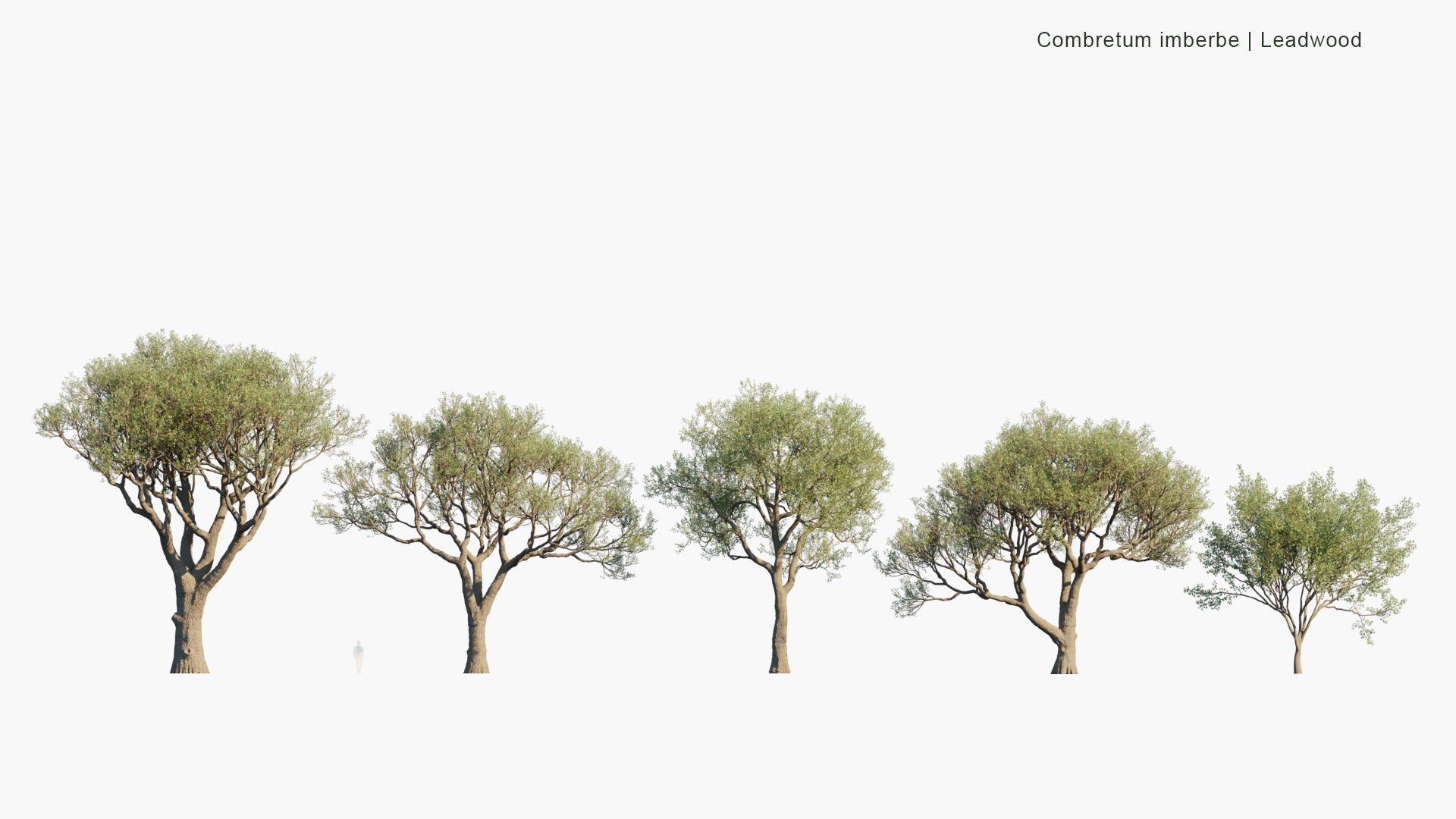 Combretum Imberbe - Leadwood, Mhoba-Hoba (3D Model)