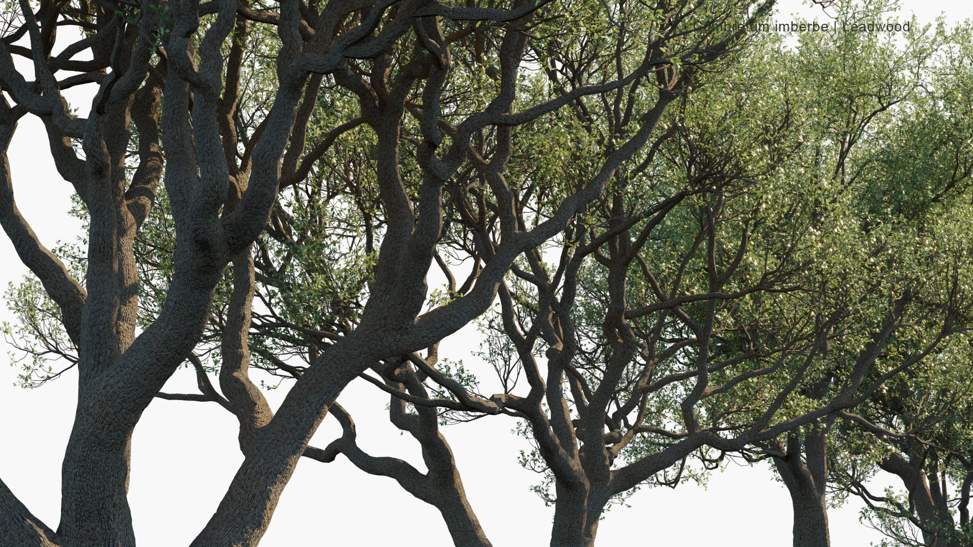 Combretum Imberbe - Leadwood, Mhoba-Hoba (3D Model)