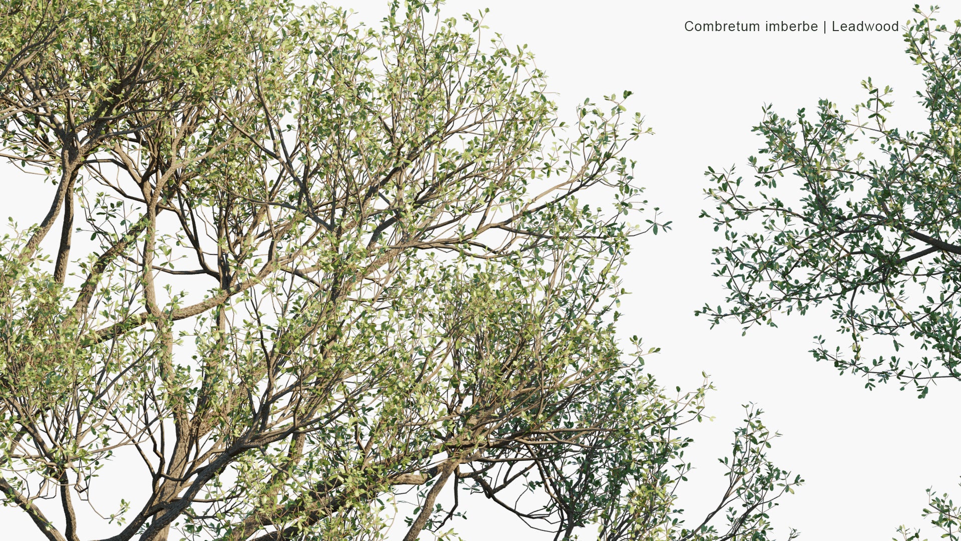 Combretum Imberbe - Leadwood, Mhoba-Hoba (3D Model)