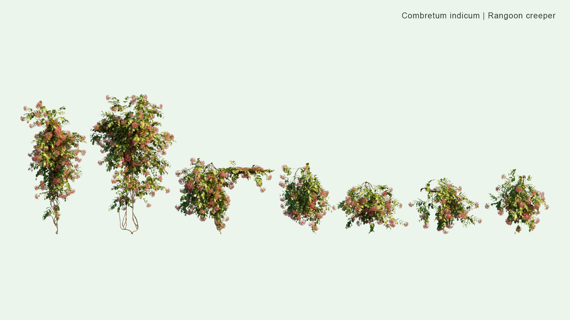 2D Combretum Indicum - Rangoon Creeper
