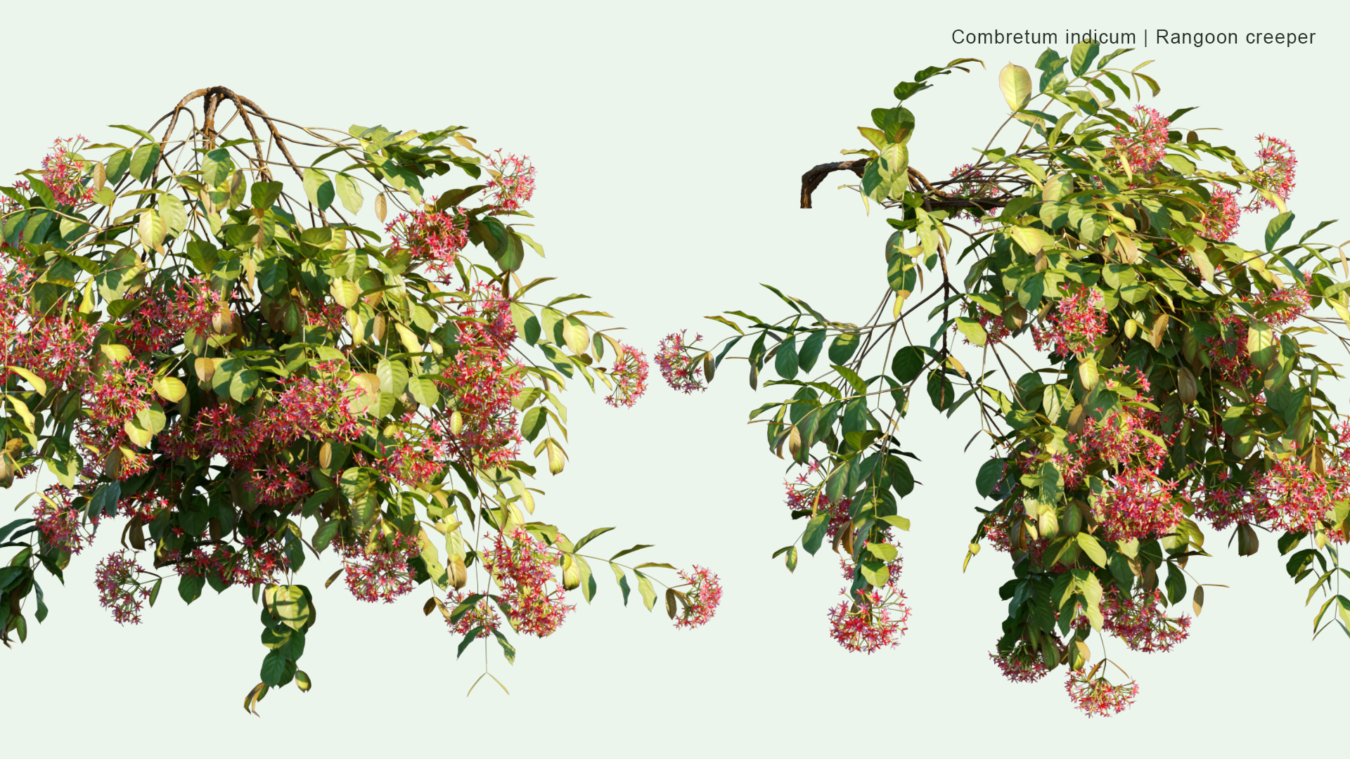 2D Combretum Indicum - Rangoon Creeper