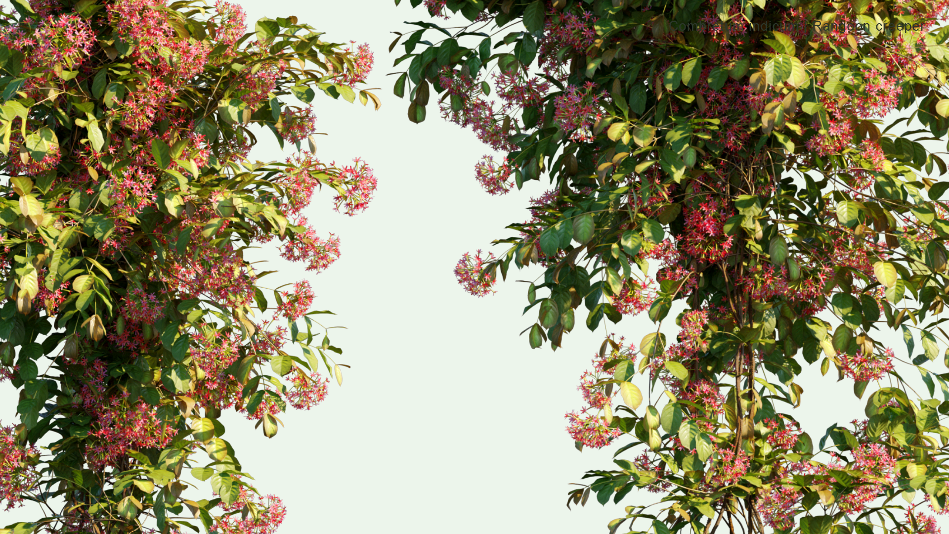 2D Combretum Indicum - Rangoon Creeper