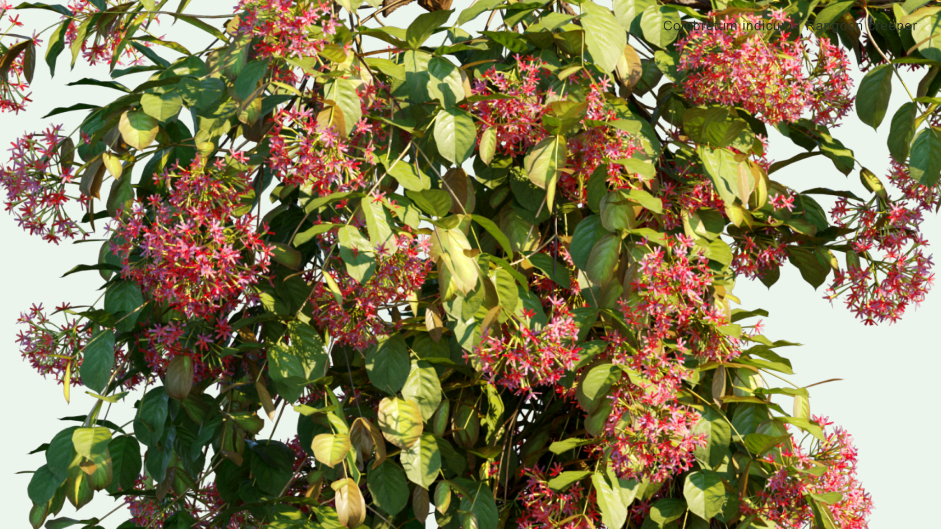 2D Combretum Indicum - Rangoon Creeper