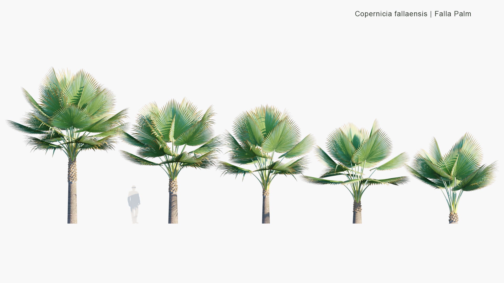 Low Poly Copernicia Fallaensis - Falla Palm, Giant Yarey Palm (3D Model)