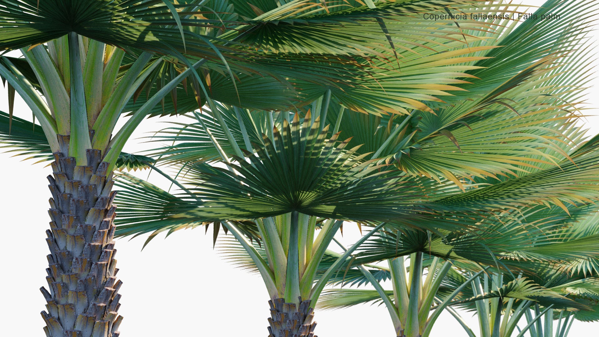 Copernicia Fallaensis 3D Model