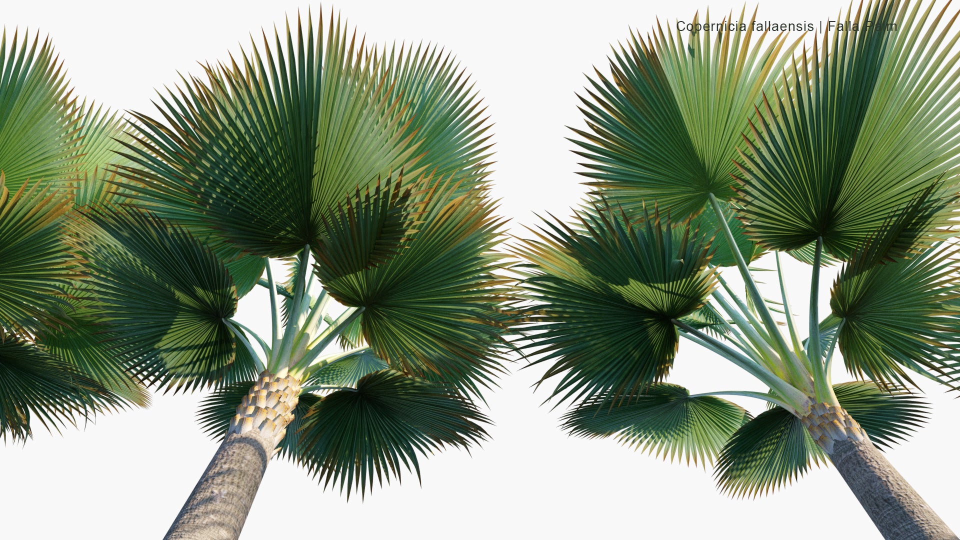 Low Poly Copernicia Fallaensis - Falla Palm, Giant Yarey Palm (3D Model)