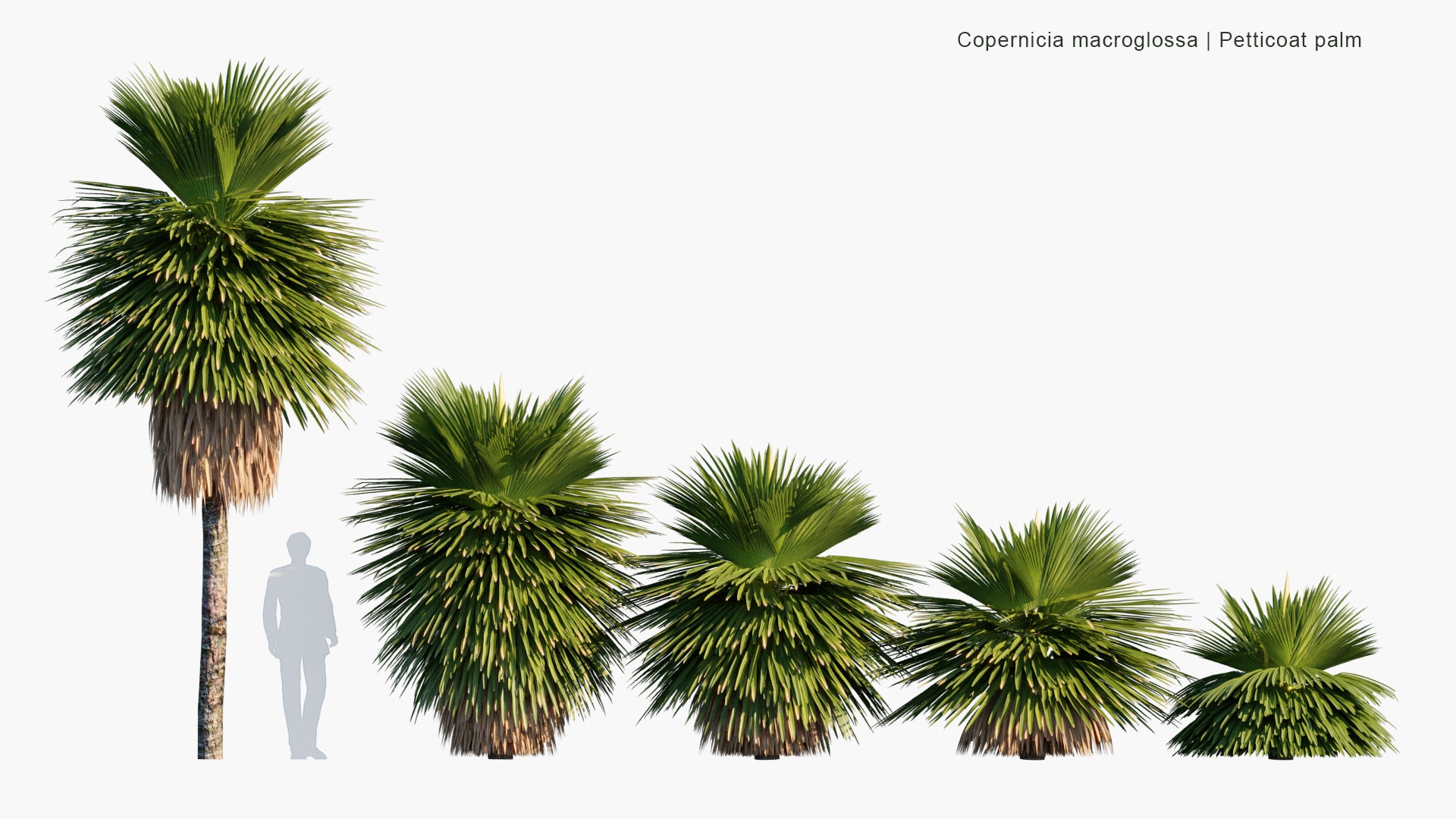 Copernicia Macroglossa 3D Model