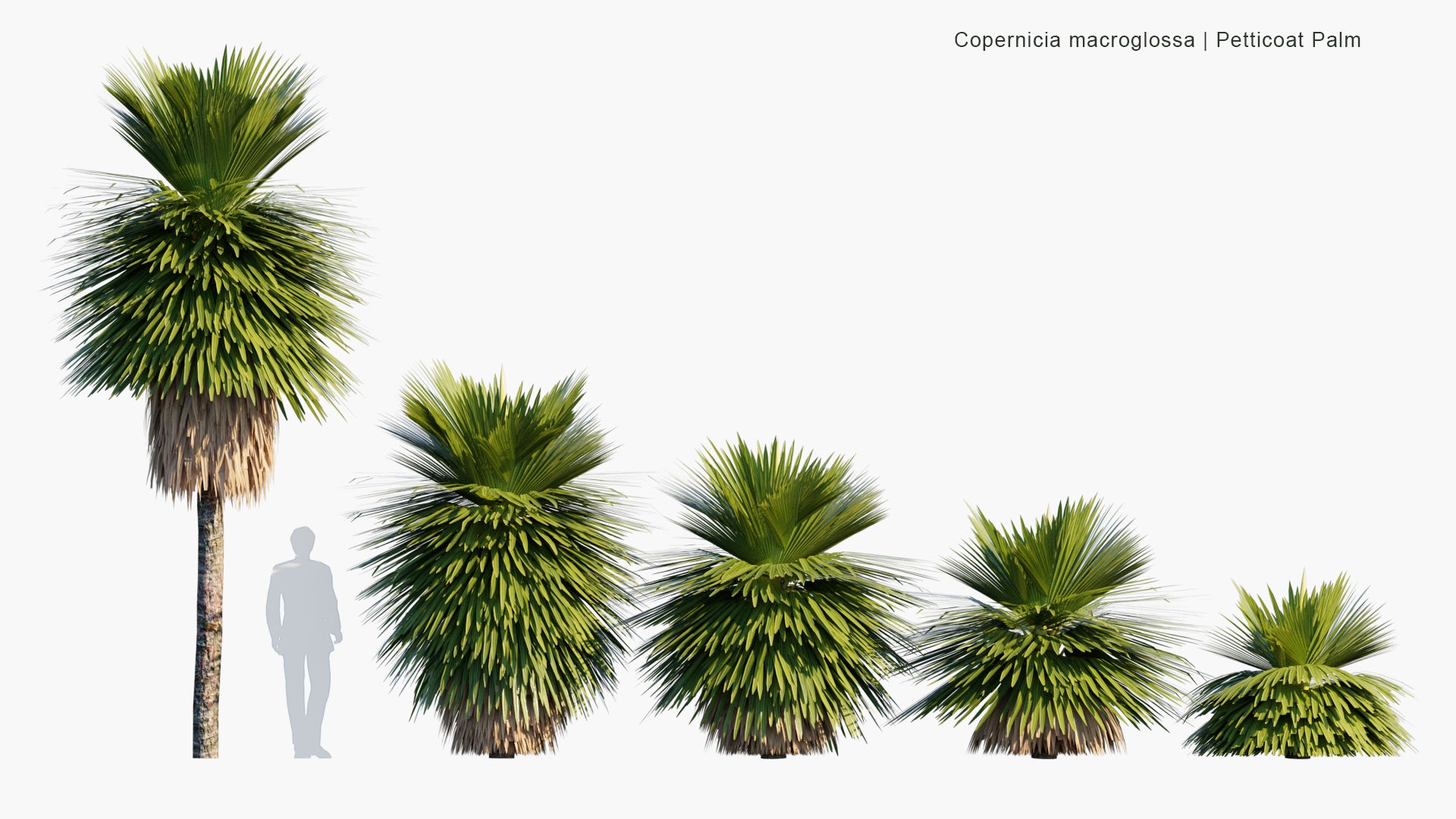 Low Poly Copernicia Macroglossa - Petticoat Palm, Jata Palm, Jata de Guanabacoa (3D Model)