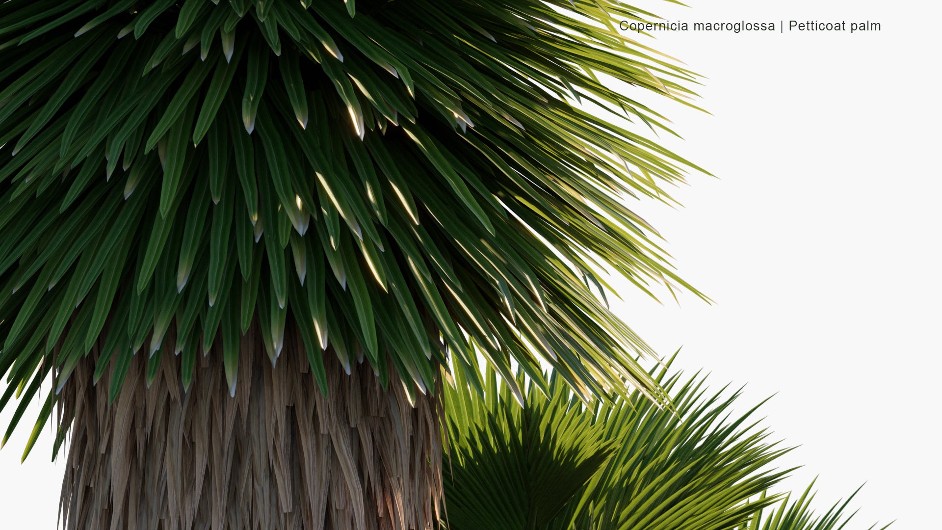 Copernicia Macroglossa 3D Model