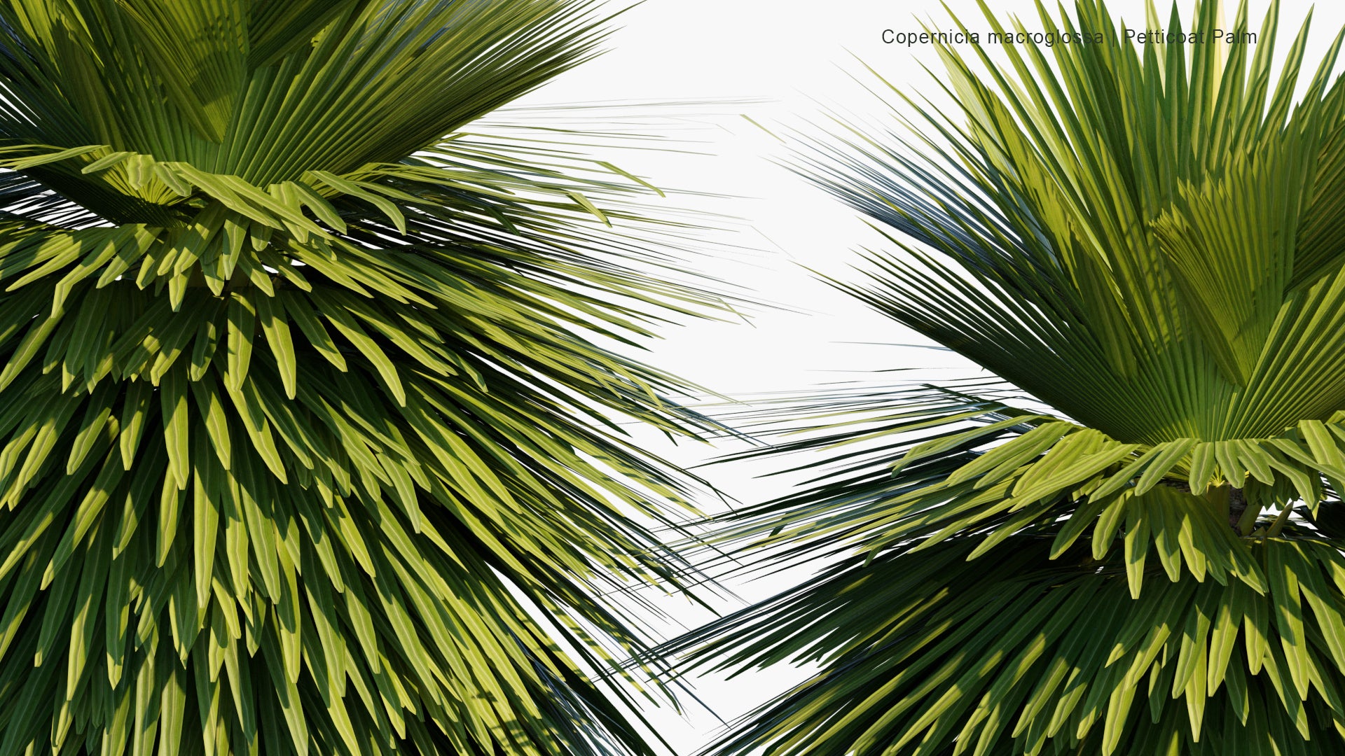 Low Poly Copernicia Macroglossa - Petticoat Palm, Jata Palm, Jata de Guanabacoa (3D Model)