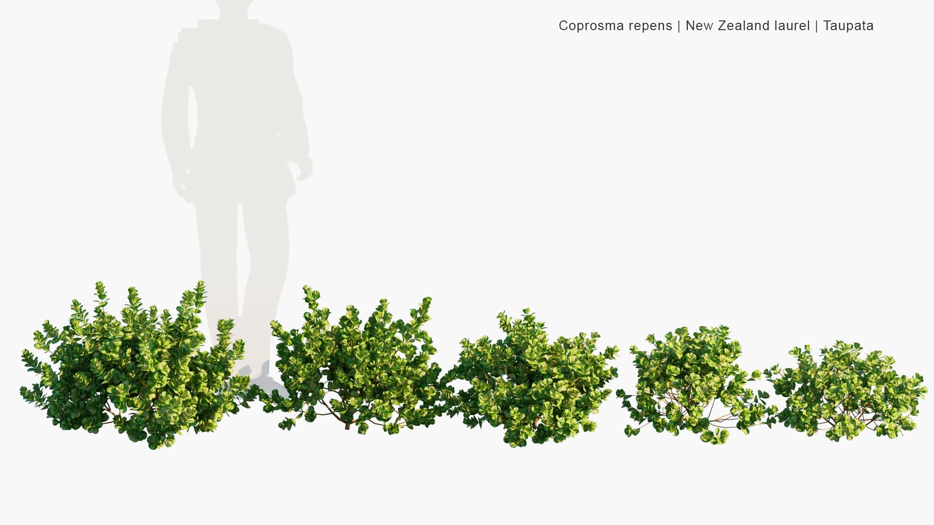 Low Poly Coprosma Repens - New Zealand Laurel, Taupata, Tree Bedstraw, Mirror Bush, Looking-Glass Bush, Shiny Leaf (3D Model)