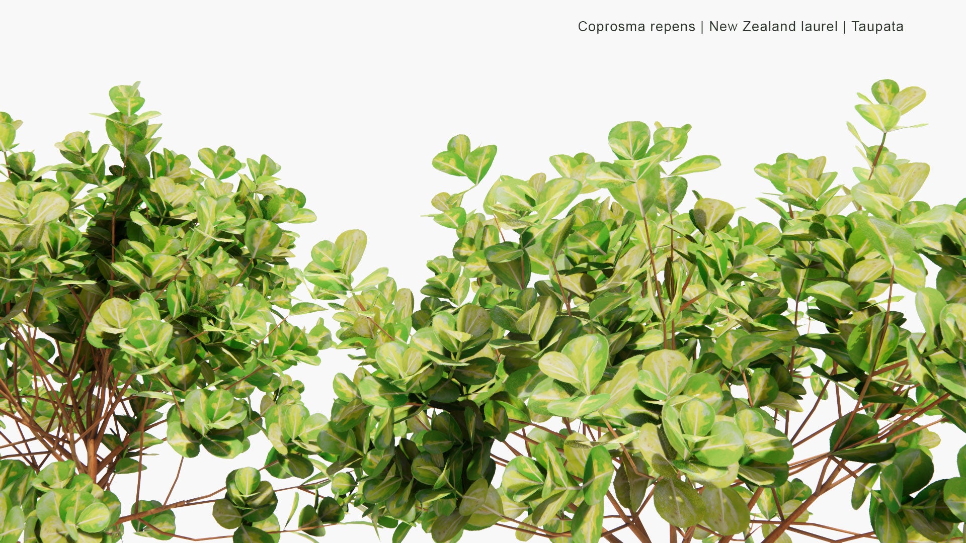 Low Poly Coprosma Repens - New Zealand Laurel, Taupata, Tree Bedstraw, Mirror Bush, Looking-Glass Bush, Shiny Leaf (3D Model)