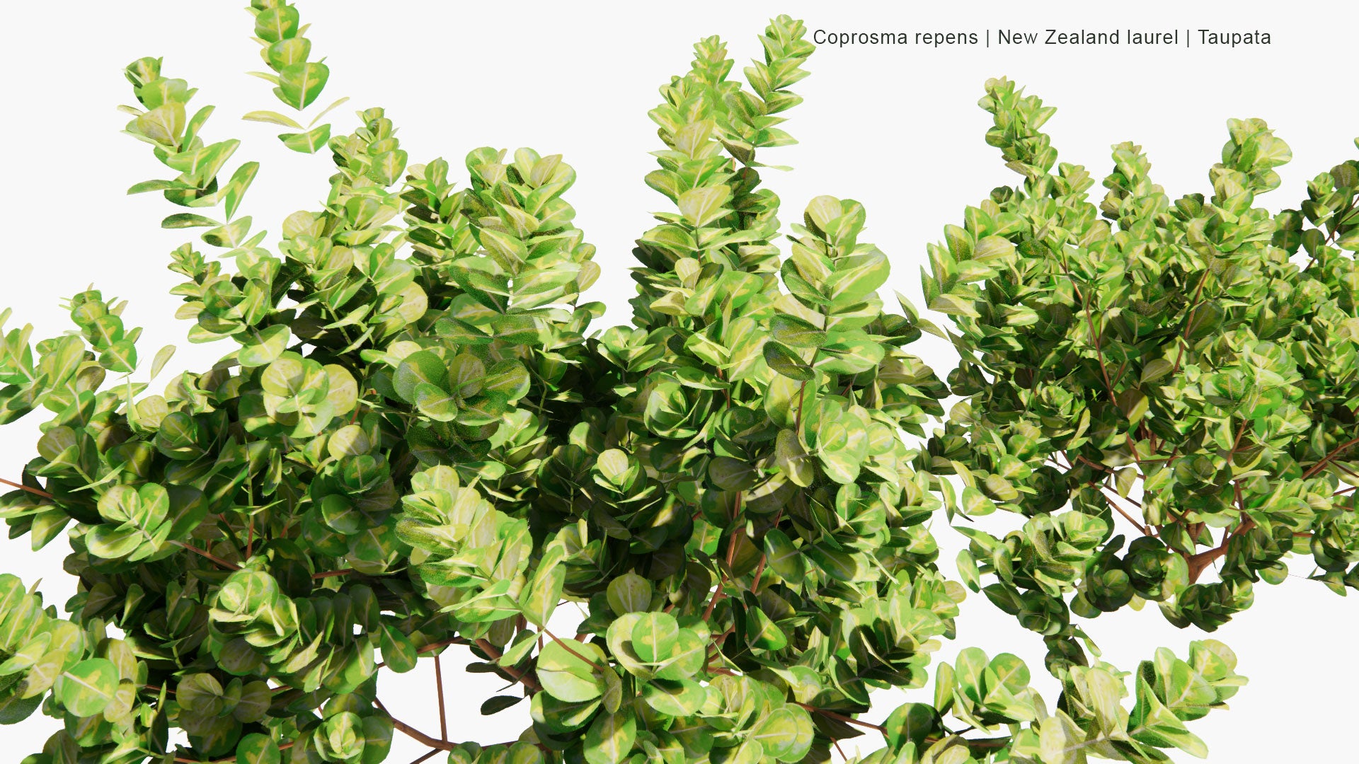Low Poly Coprosma Repens - New Zealand Laurel, Taupata, Tree Bedstraw, Mirror Bush, Looking-Glass Bush, Shiny Leaf (3D Model)