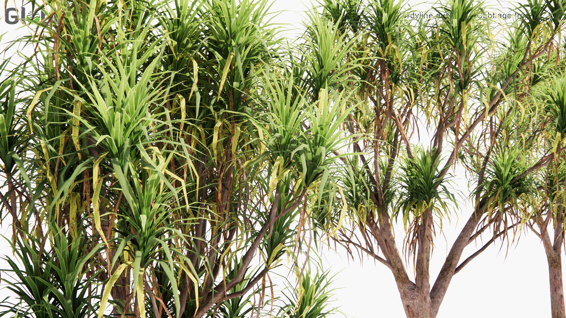 Low Poly Cordyline Australis - Cabbage Tree, Ti Kouka (3D Model)