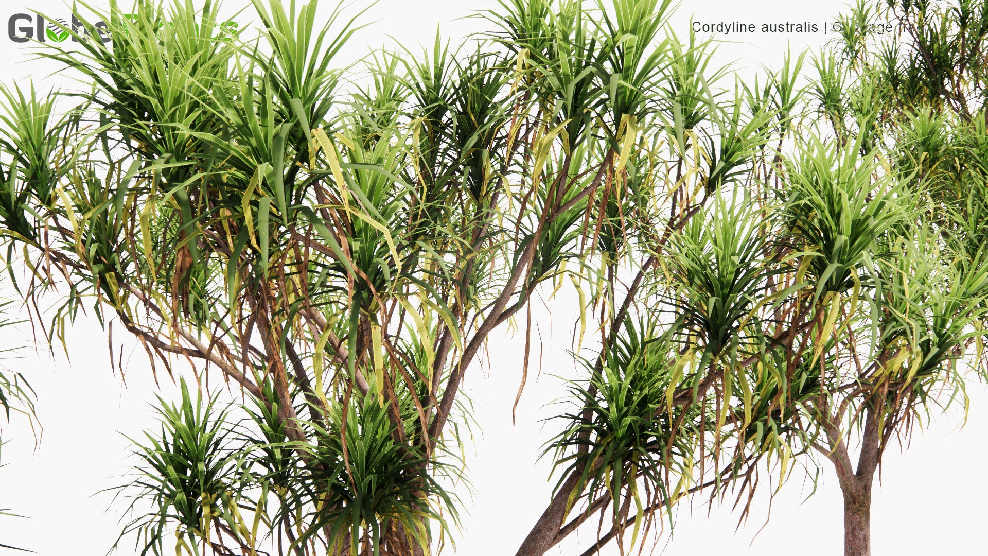 Low Poly Cordyline Australis - Cabbage Tree, Ti Kouka (3D Model)