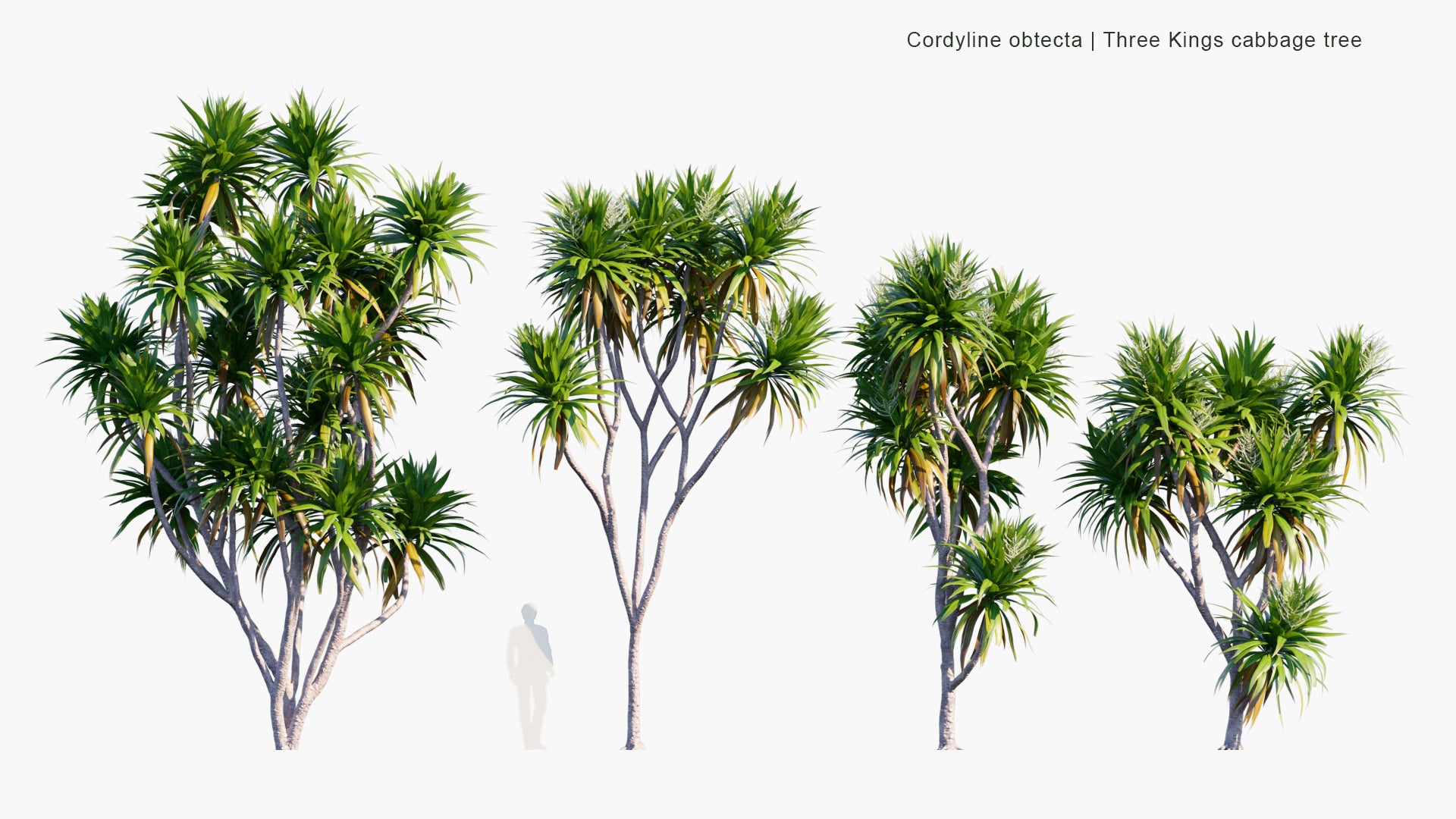Cordyline Obtecta - Ti, Norfolk Island Cabbage Tree, Three Kings Cabbage Tree (3D Model)