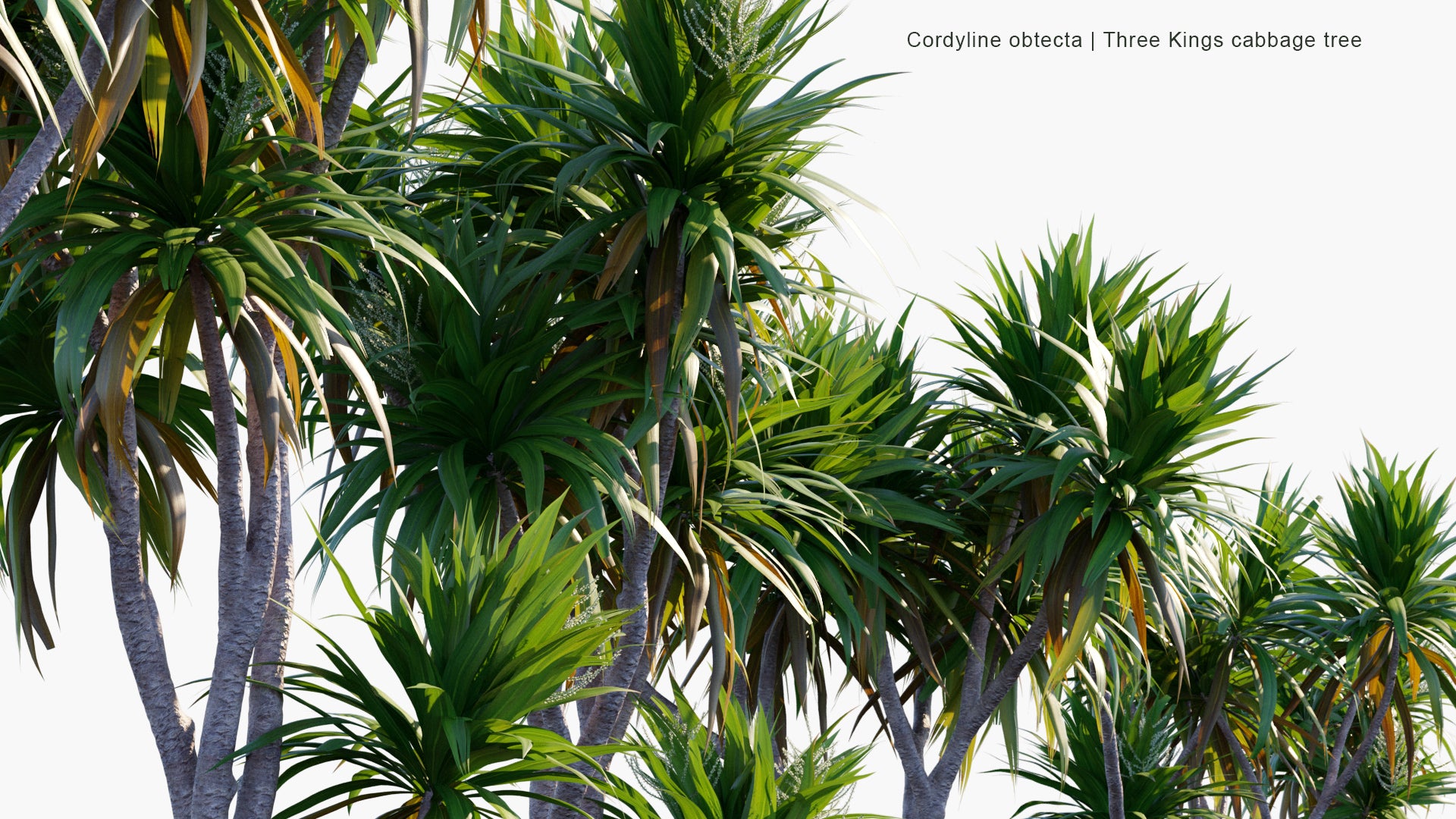 Cordyline Obtecta - Ti, Norfolk Island Cabbage Tree, Three Kings Cabbage Tree (3D Model)