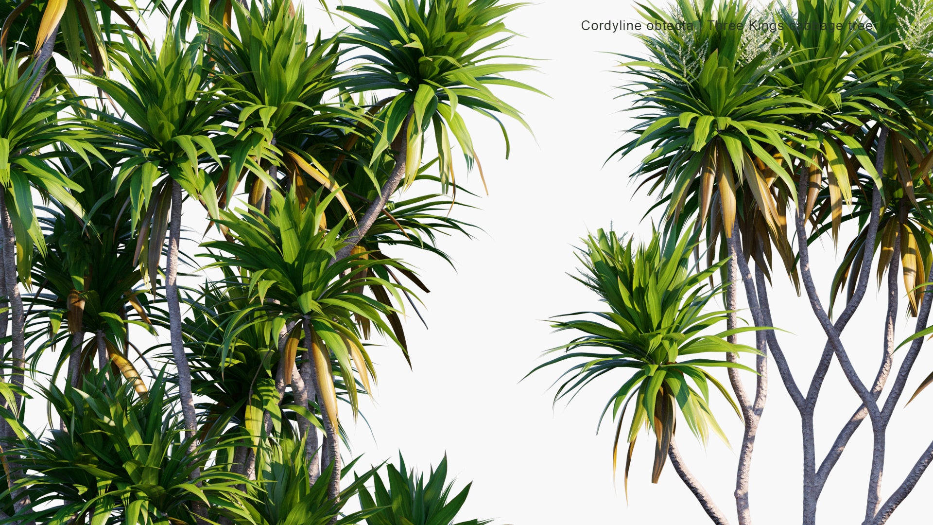 Cordyline Obtecta - Ti, Norfolk Island Cabbage Tree, Three Kings Cabbage Tree (3D Model)