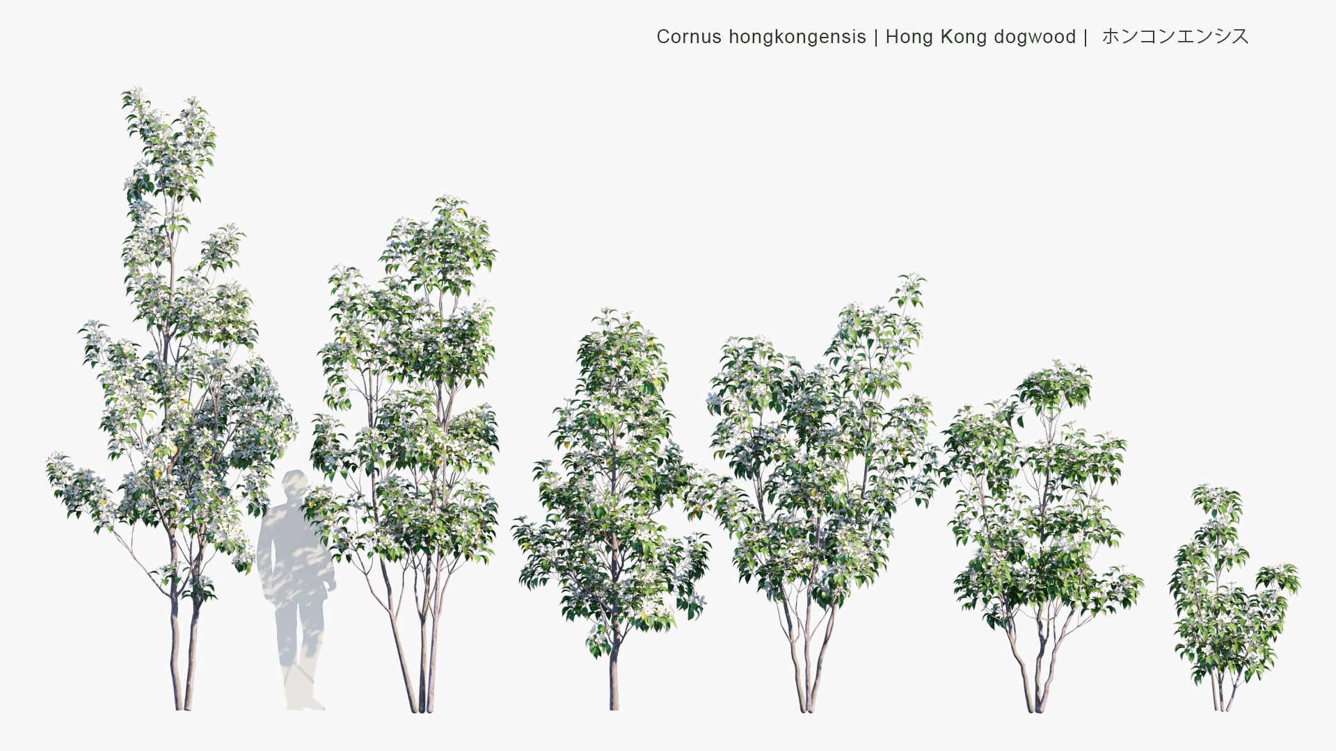 Low Poly Cornus Hongkongensis - Hong Kong Dogwood, ホンコンエンシス (3D Model)