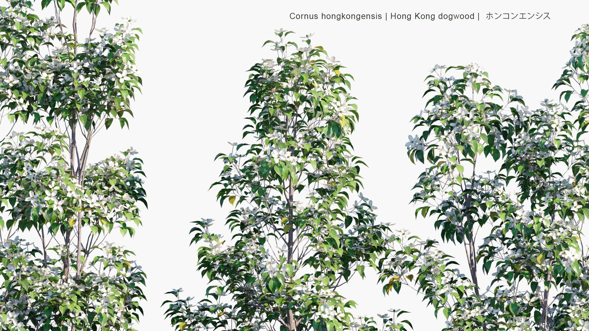 Low Poly Cornus Hongkongensis - Hong Kong Dogwood, ホンコンエンシス (3D Model)