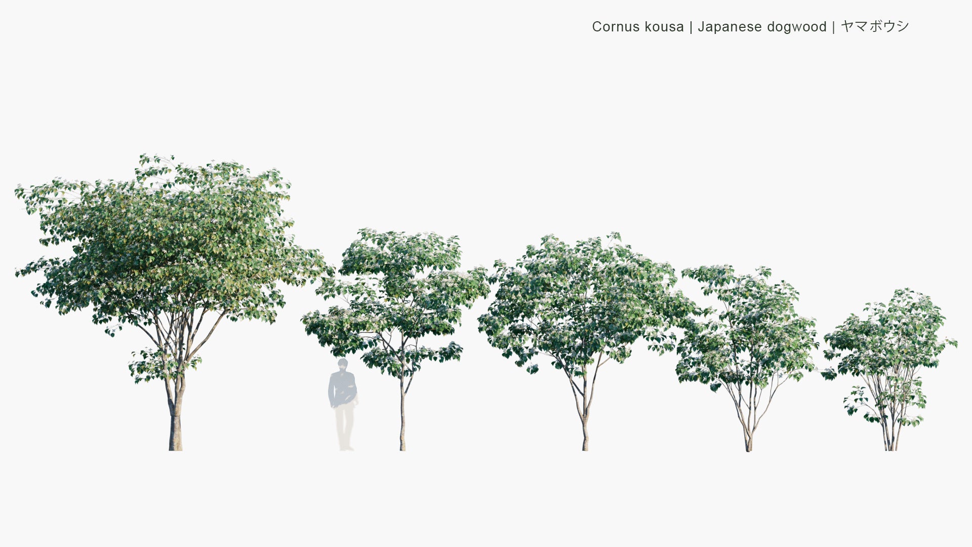 Low Poly Cornus Kousa - Japanese Dogwood, Kousa Dogwood, ヤマボウシ (3D Model)