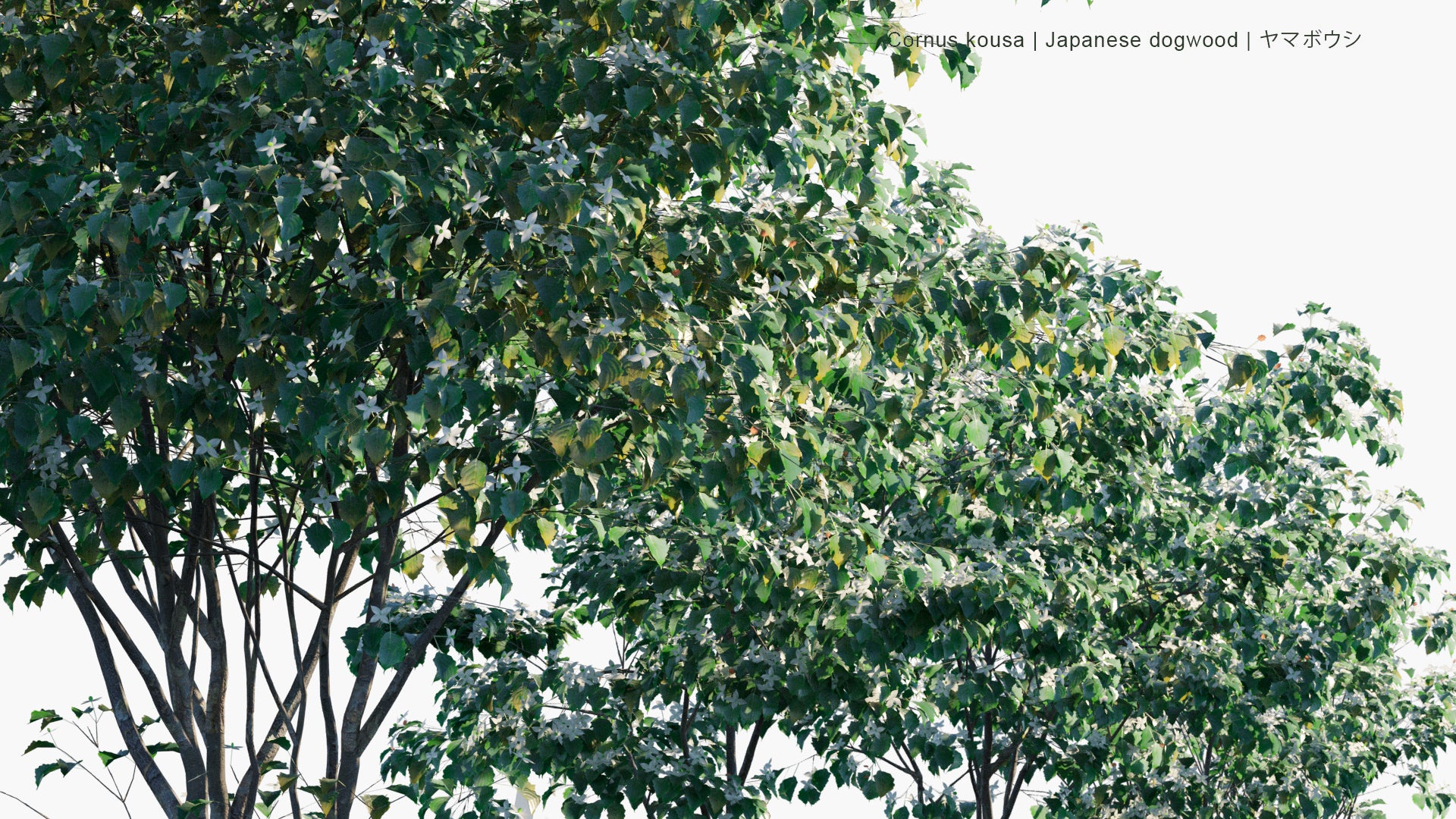 Low Poly Cornus Kousa - Japanese Dogwood, Kousa Dogwood, ヤマボウシ (3D Model)
