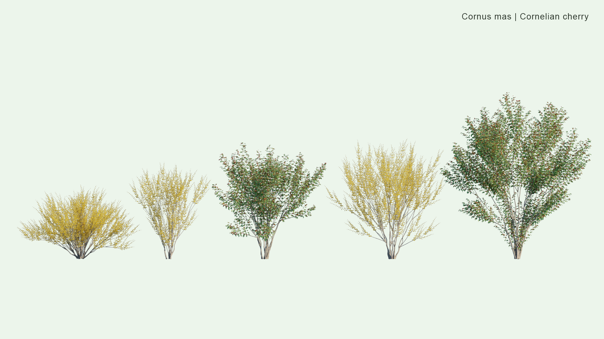 2D Cornus Mas - Cornelian Cherry, European Cornel, Cornelian Cherry Dogwood