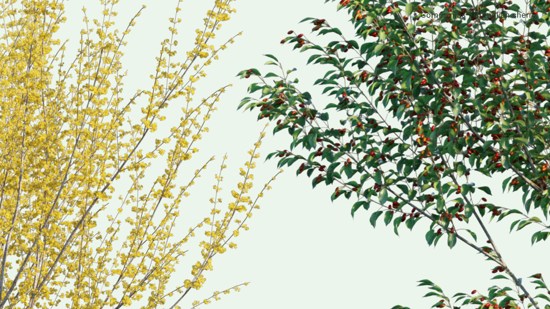 2D Cornus Mas - Cornelian Cherry, European Cornel, Cornelian Cherry Dogwood