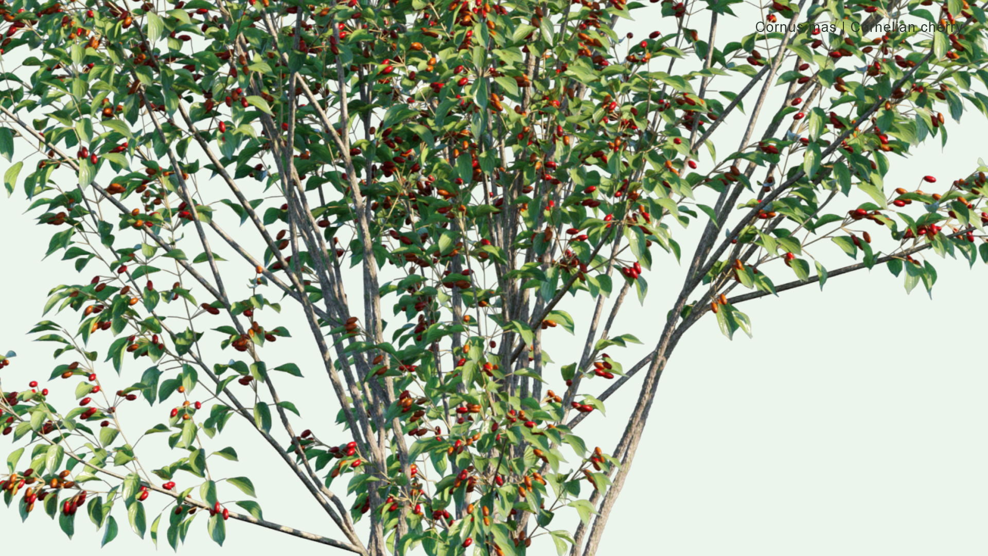 2D Cornus Mas - Cornelian Cherry, European Cornel, Cornelian Cherry Dogwood