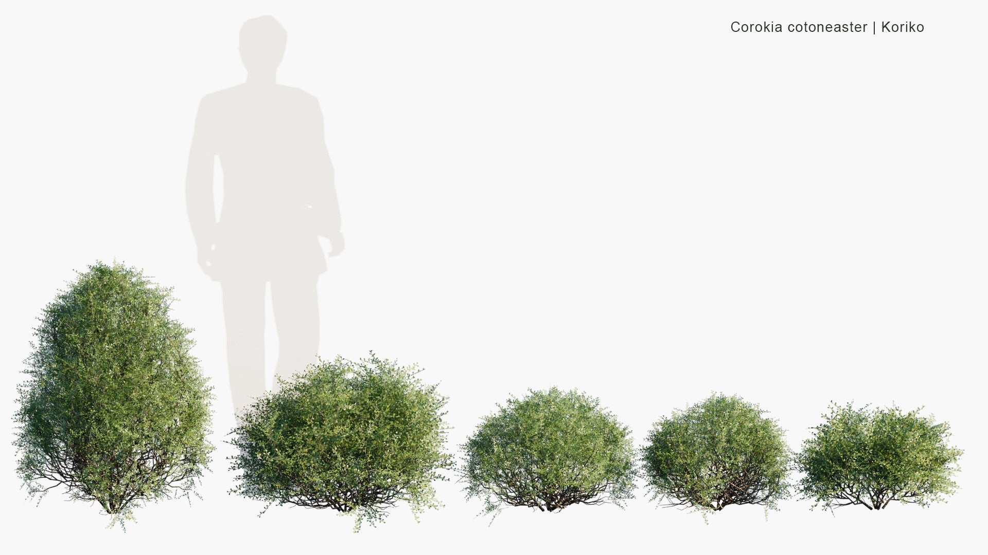 Low Poly Corokia Cotoneaster - Koriko (3D Model)