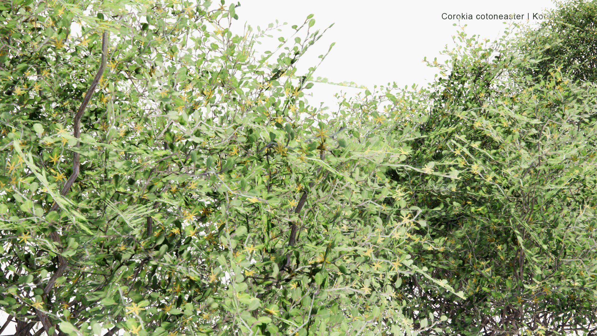 Low Poly Corokia Cotoneaster - Koriko (3D Model)